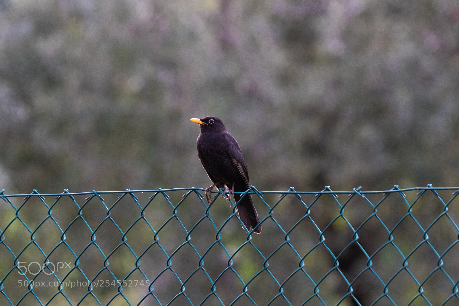 Canon EOS 1300D (EOS Rebel T6 / EOS Kiss X80) sample photo. Blackbird photography