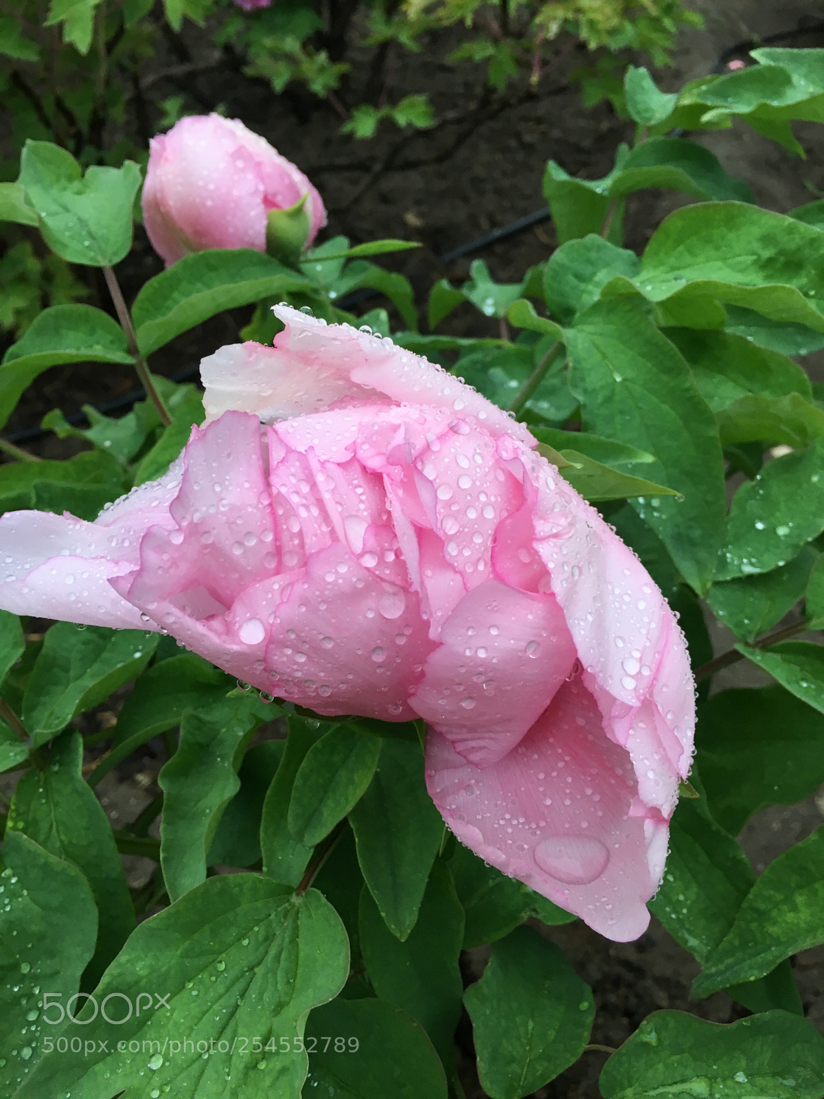 Apple iPhone 6s sample photo. Untitled photography