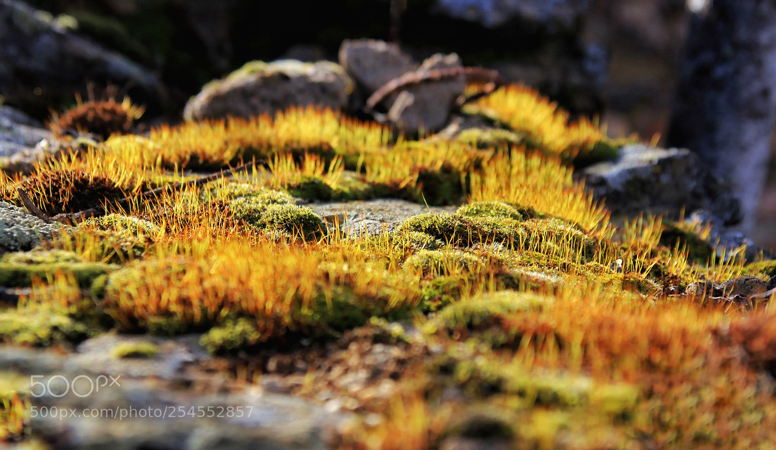 Canon EOS 80D sample photo. "moss,a little lanscape" photography