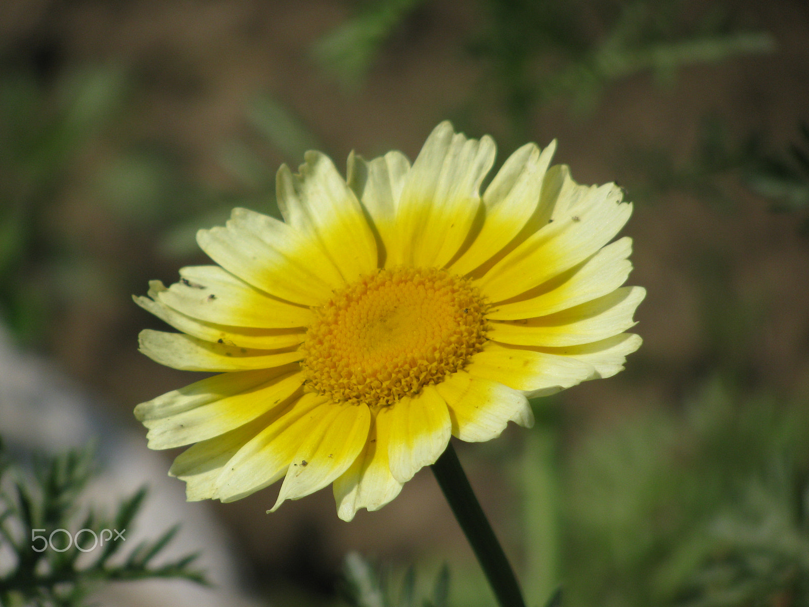 Canon PowerShot SX110 IS sample photo. Flowers photography