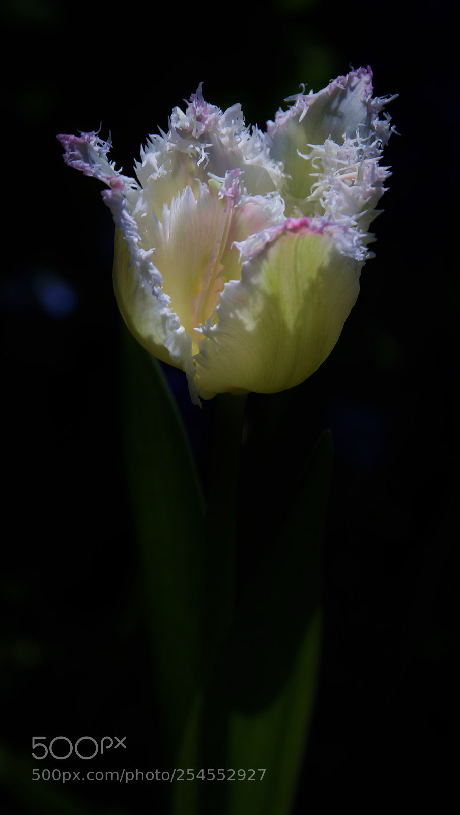 Canon EOS 7D Mark II sample photo. Beautiful white tulip () photography