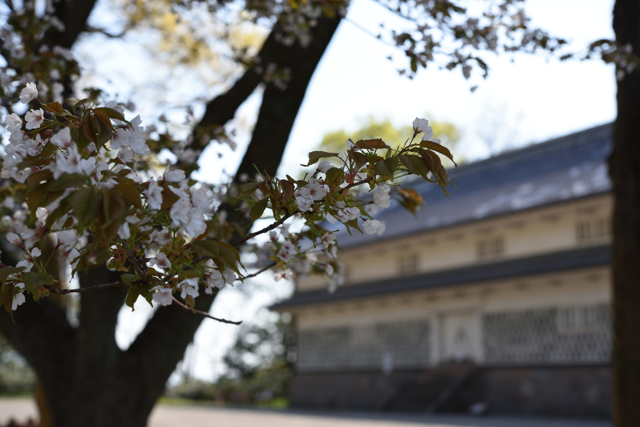 Nikon D750 + Nikon AF-S Micro-Nikkor 60mm F2.8G ED sample photo. 三十間長屋と桜 金沢城公園 photography