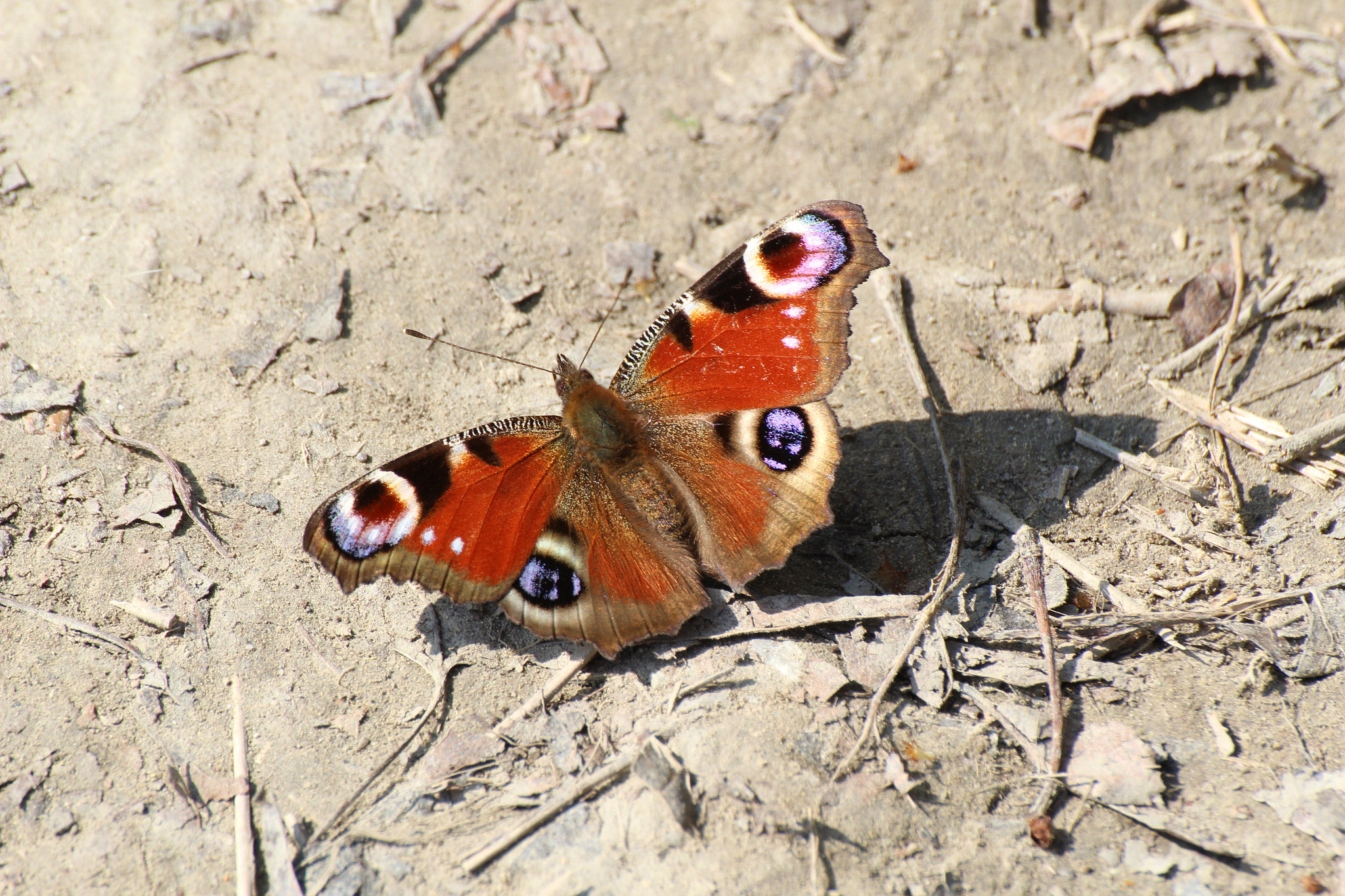 Tamron SP 35mm F1.8 Di VC USD sample photo. Walking with butterflies photography