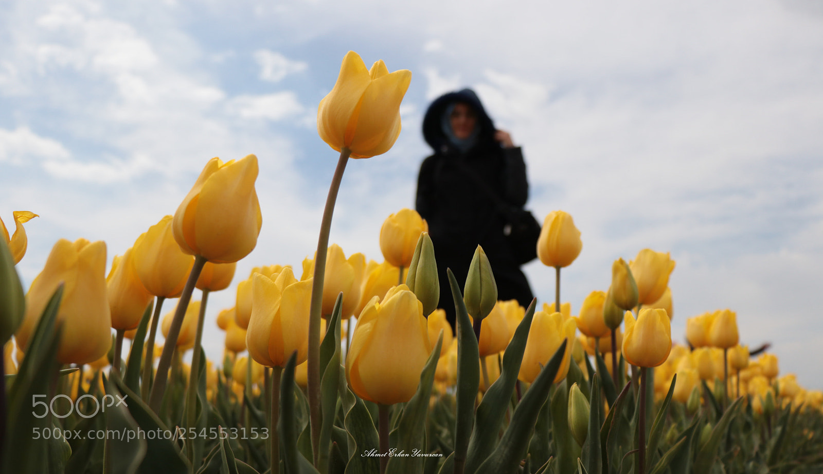 Canon EOS 80D sample photo. Lale photography