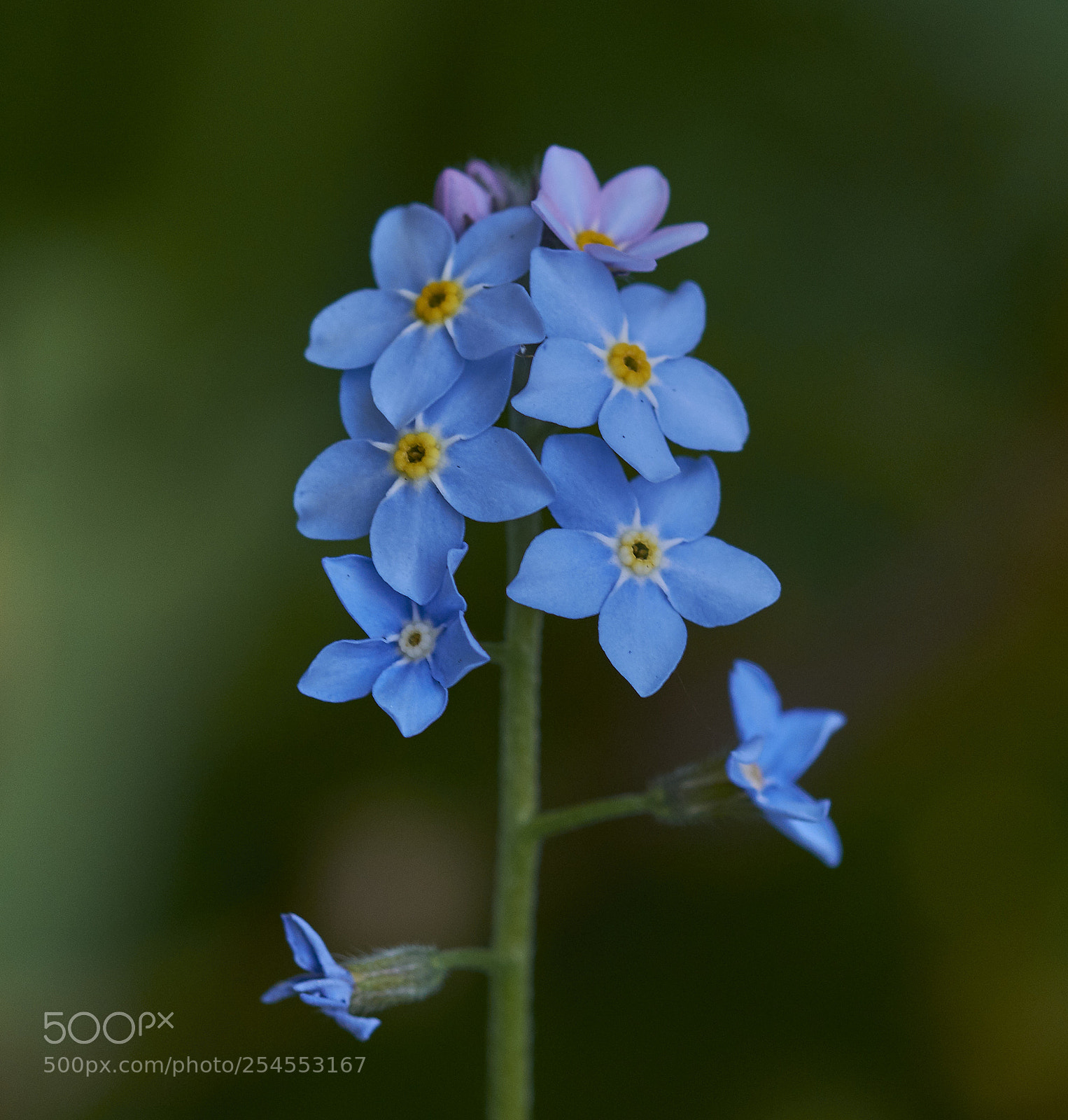 Nikon D7200 sample photo. Forget-me-not photography