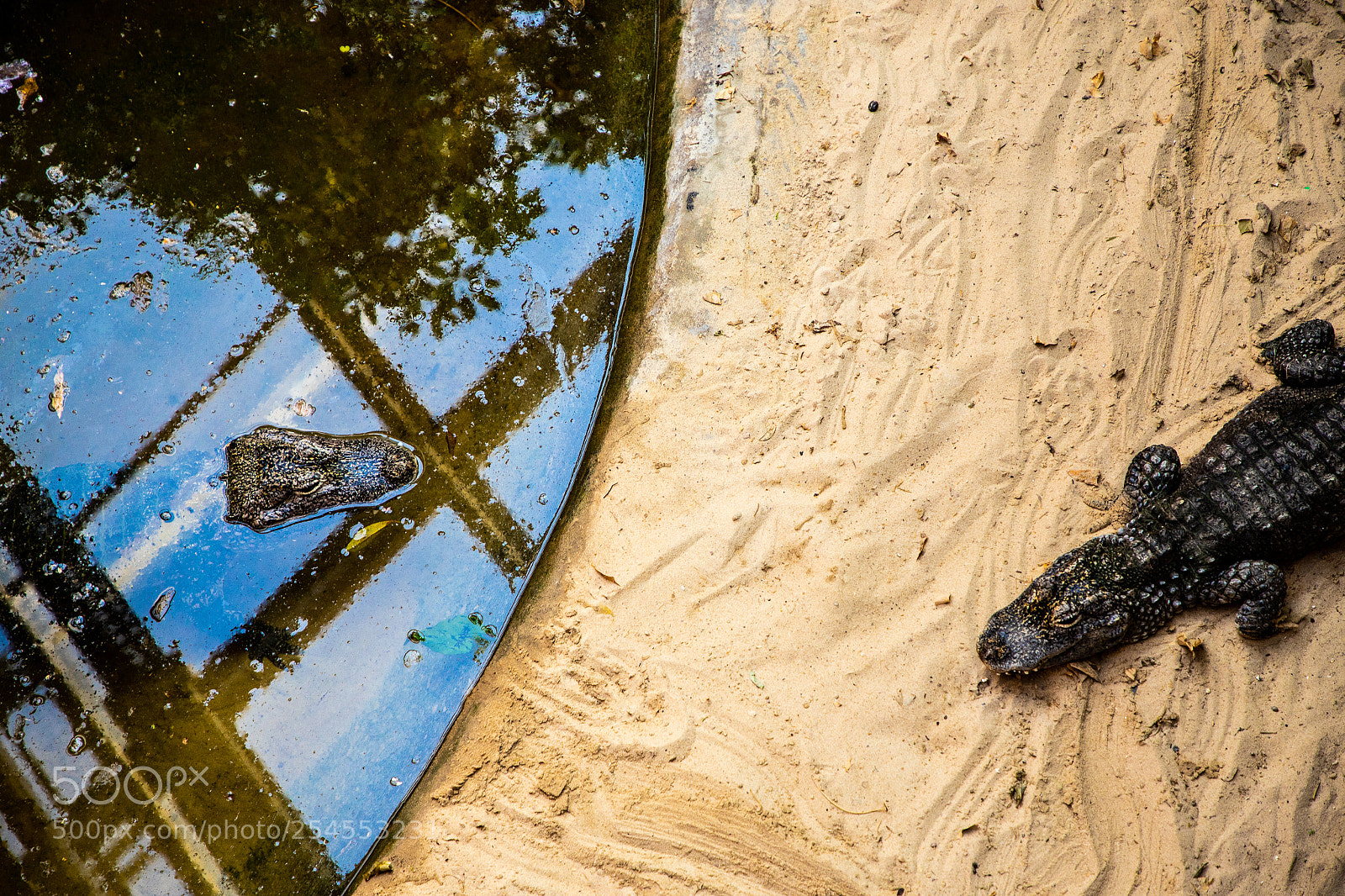 Canon EOS 6D Mark II sample photo. Pond sheriff photography