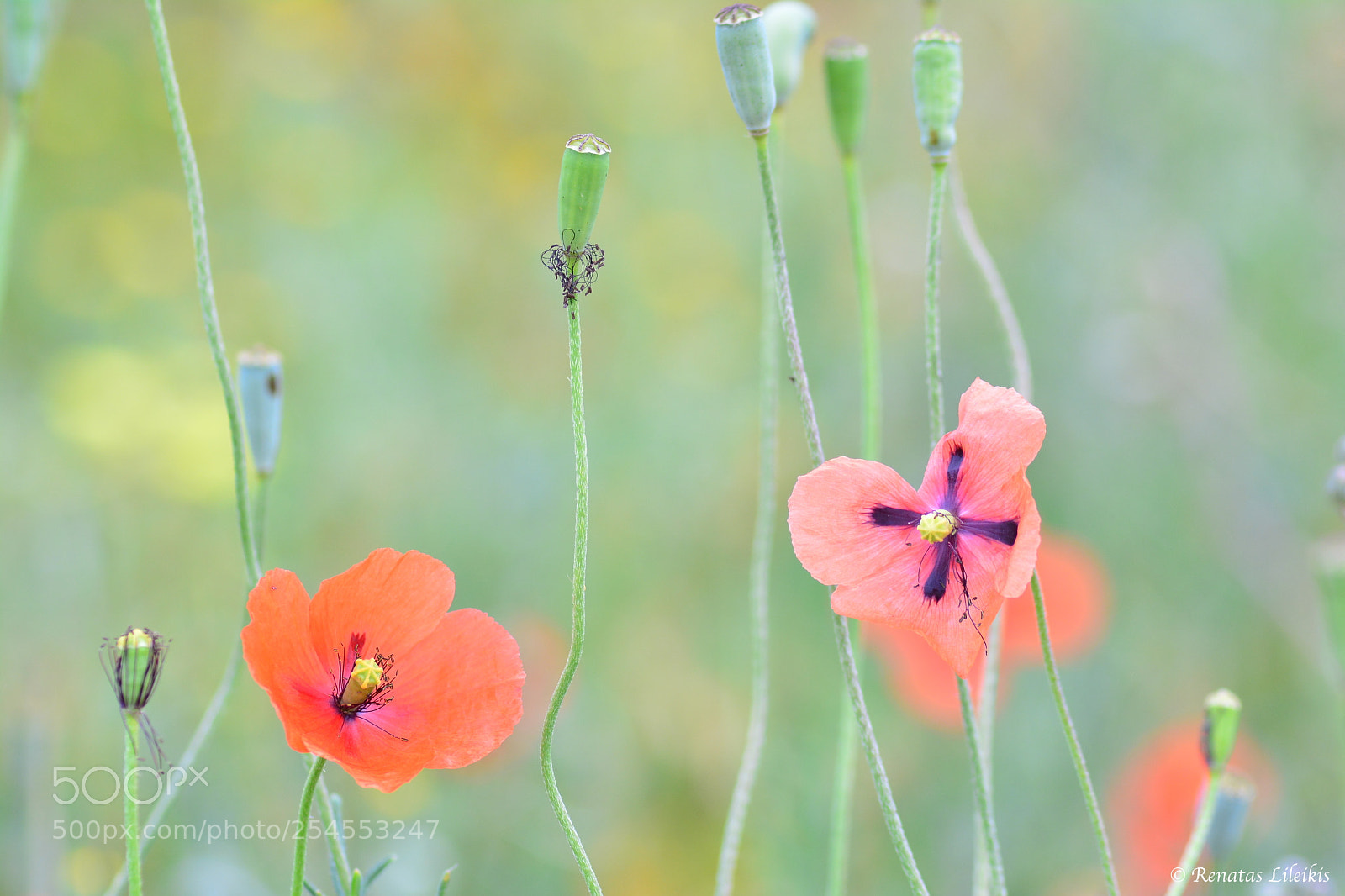 Nikon D7100 sample photo. Poppy photography