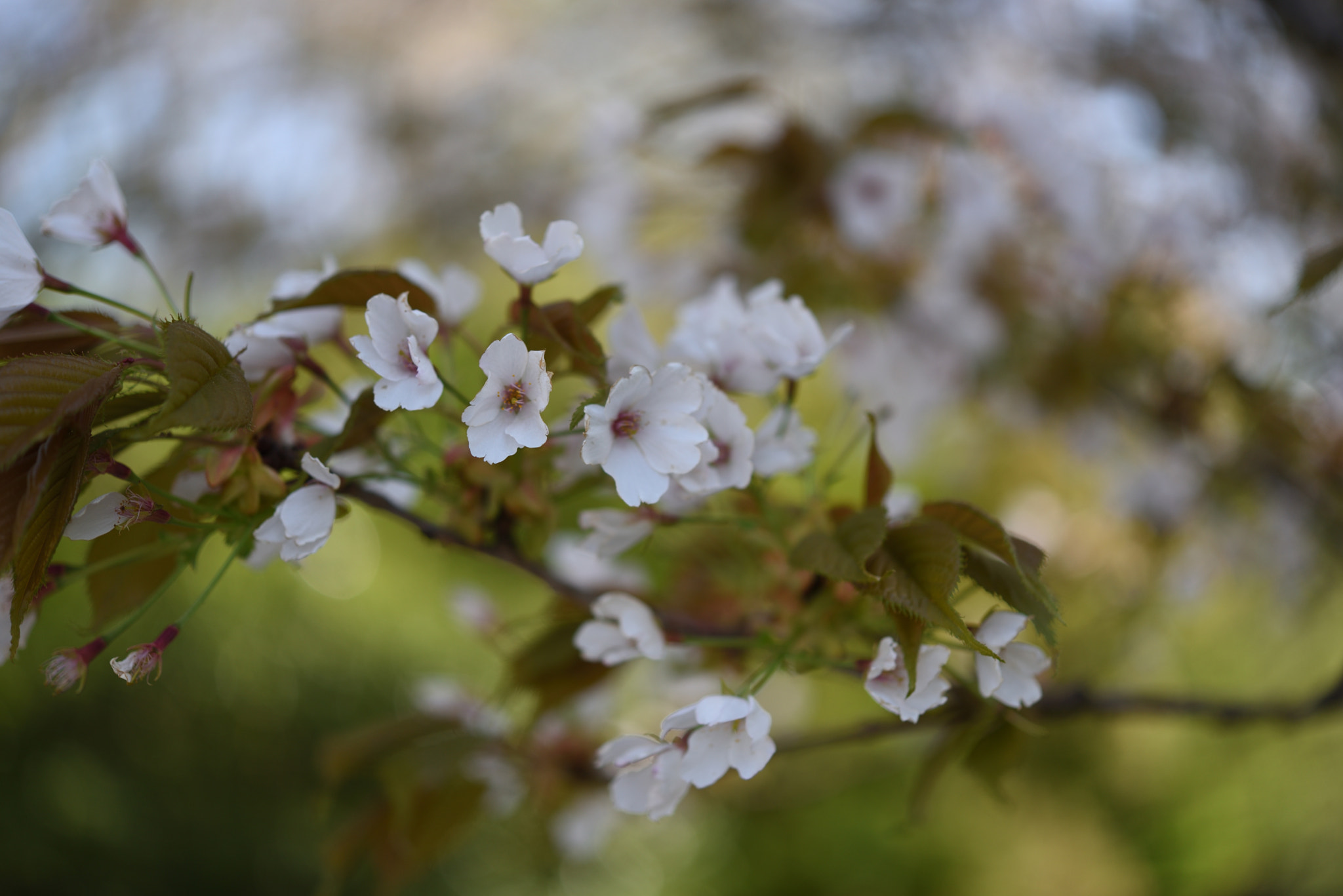 Nikon D750 + Nikon AF-S Micro-Nikkor 60mm F2.8G ED sample photo. 桜 金沢城公園 photography