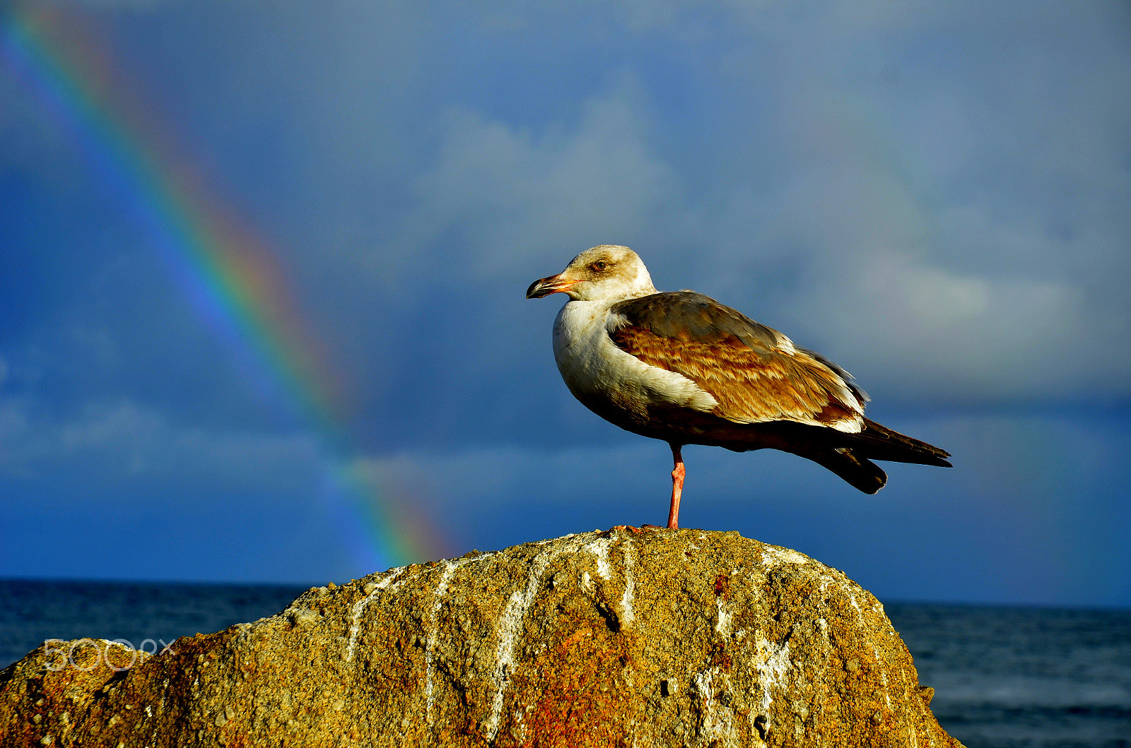 Nikon D7000 sample photo. Rainbow seagull photography