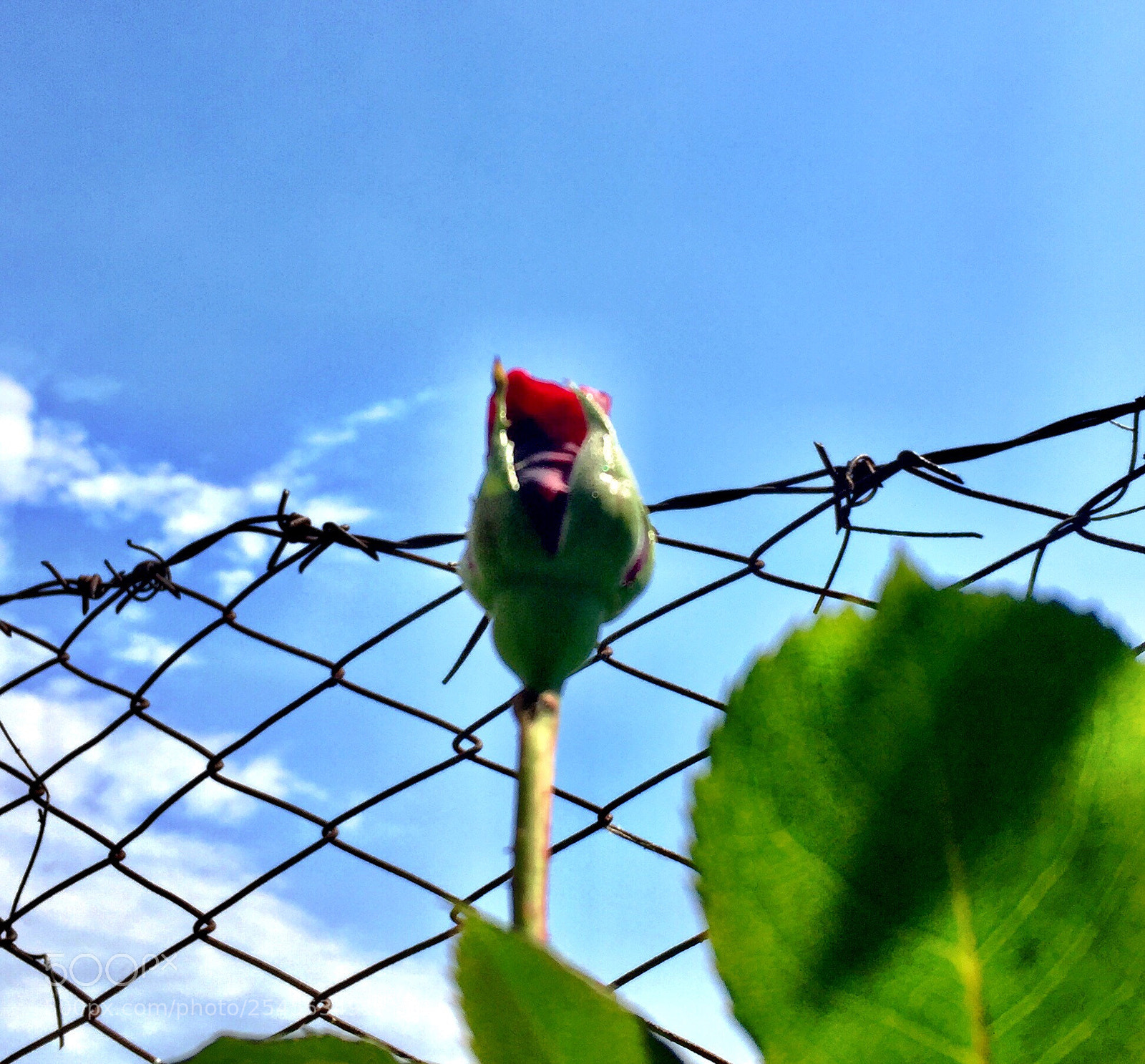 Apple iPhone 6 sample photo. Untitled photography