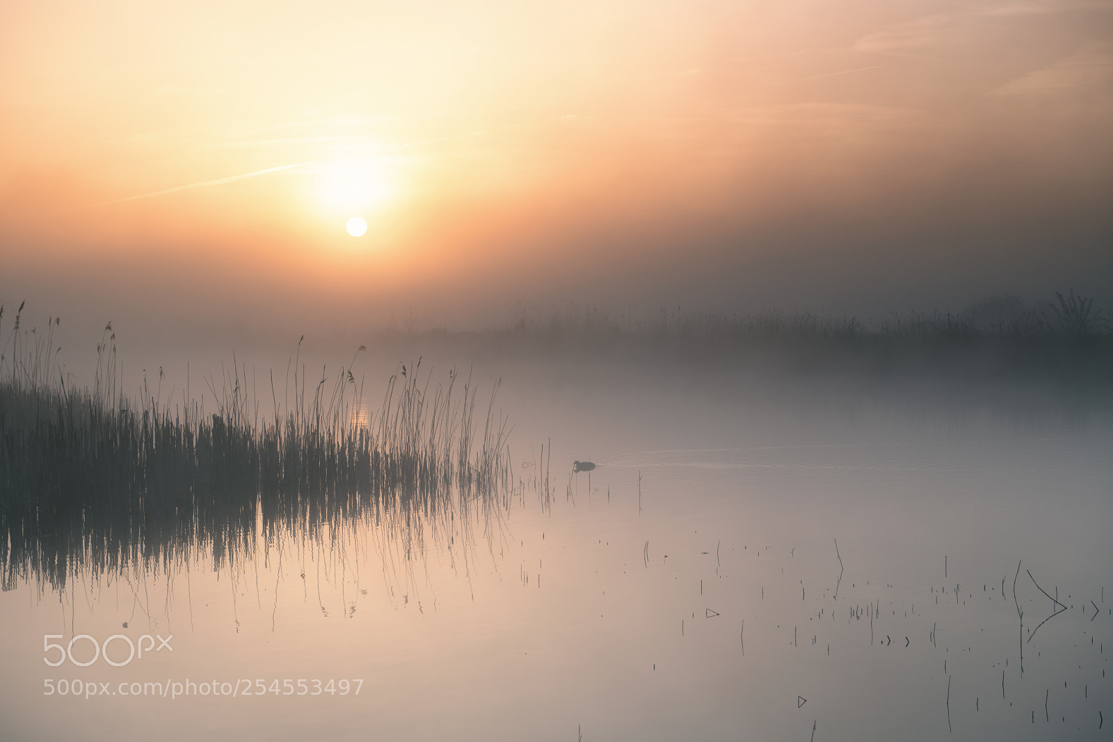 Nikon D850 sample photo. Morning mood photography