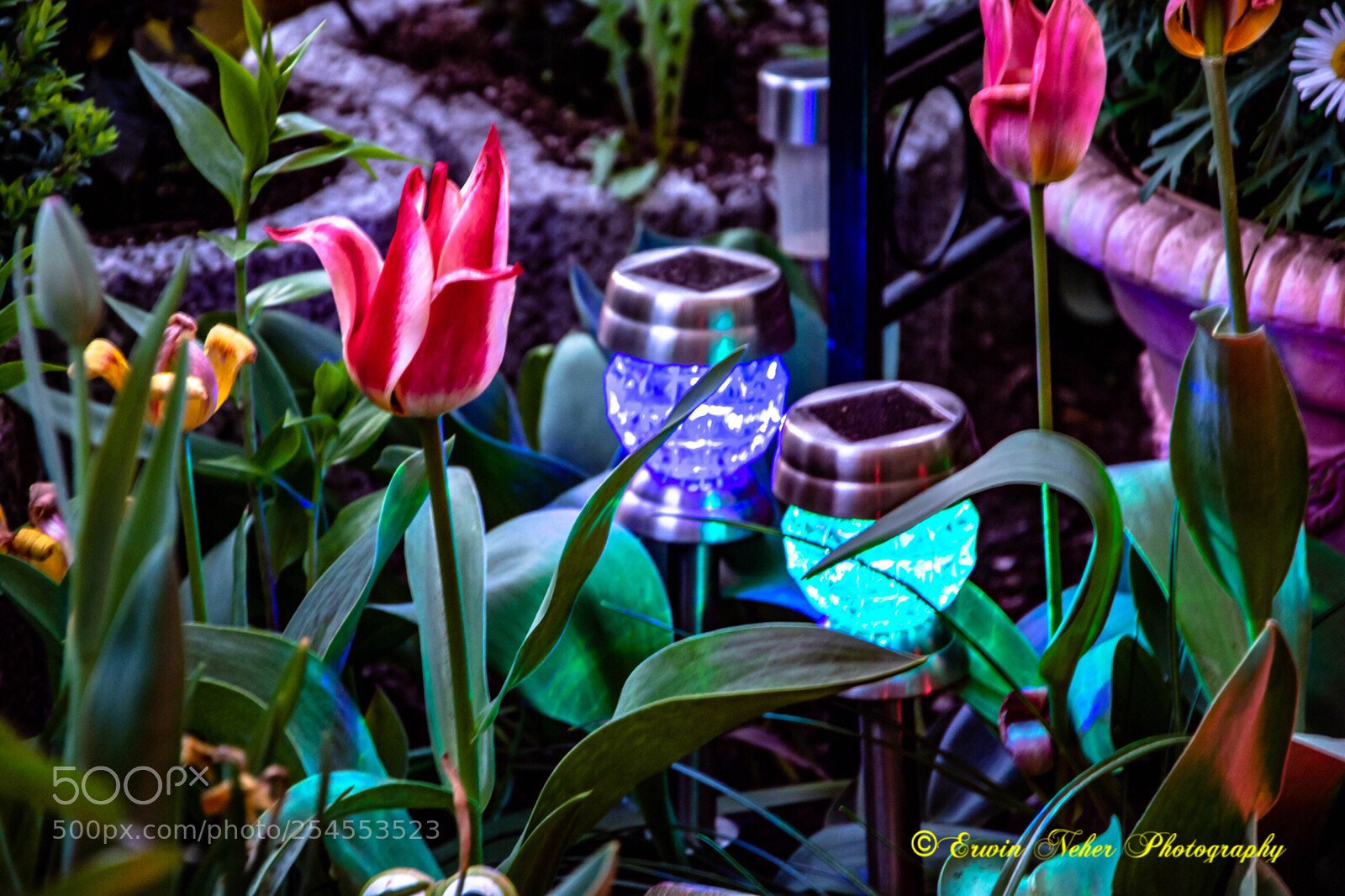 Nikon D7100 sample photo. Abendstimmung im garten... photography