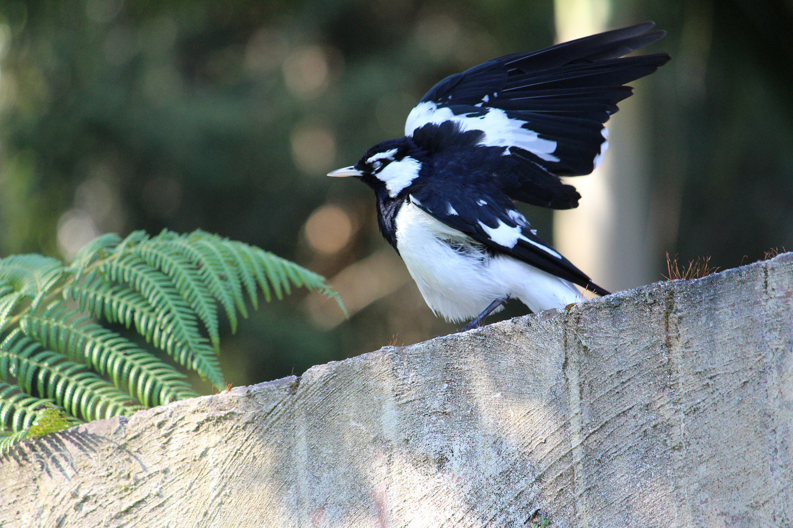 Canon EOS 600D (Rebel EOS T3i / EOS Kiss X5) sample photo. Magpie lark photography