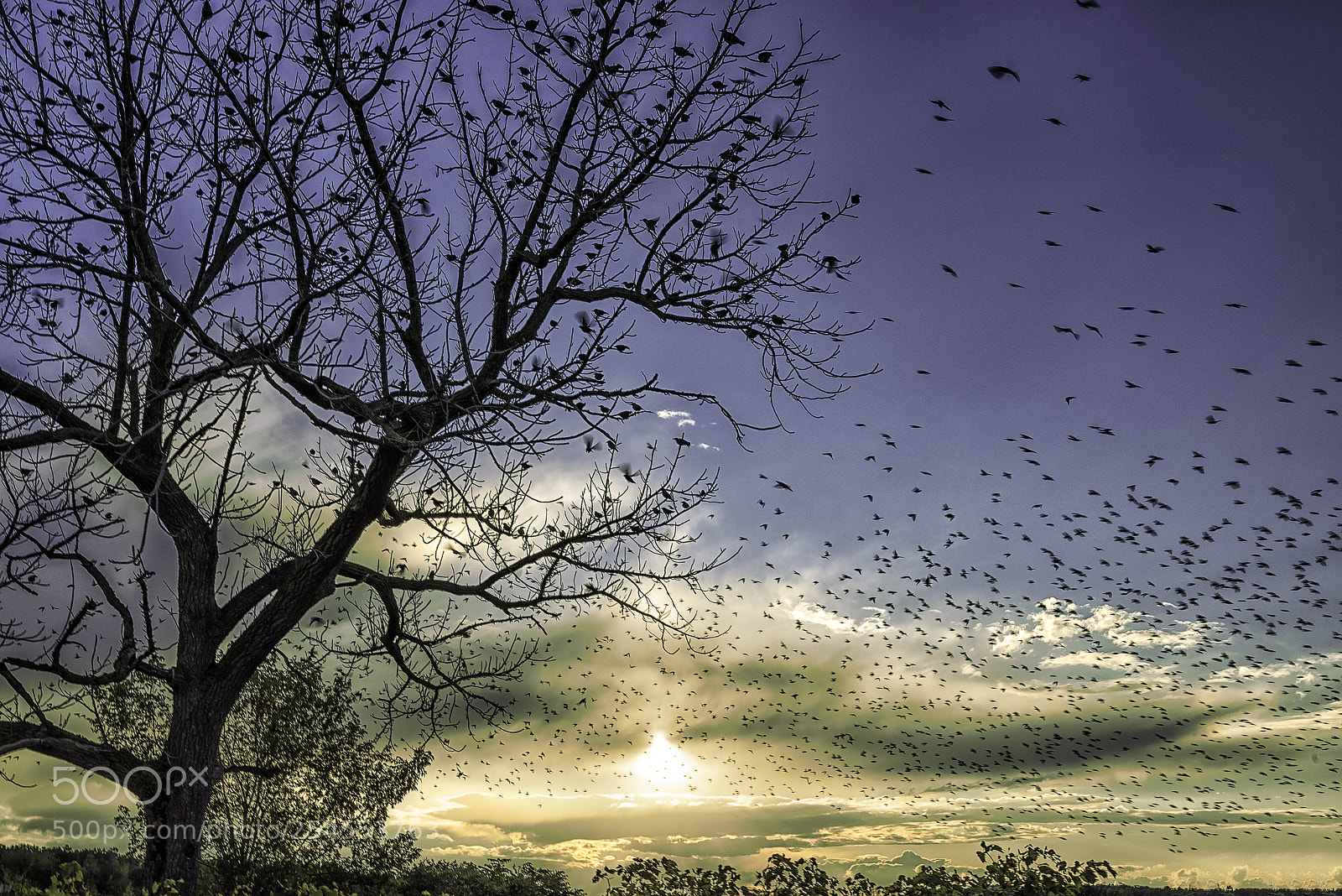 Nikon D600 sample photo. Bird rain photography