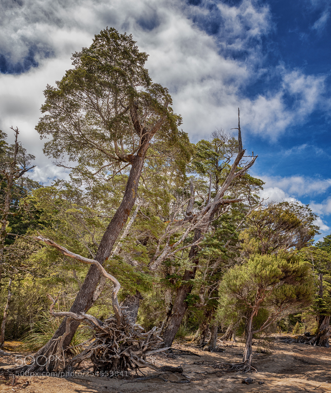 Pentax K-1 sample photo. Lakeside trees photography