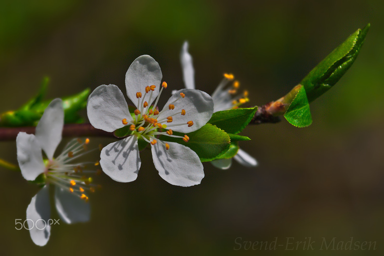 Canon EOS-1Ds Mark II sample photo. First flowers photography