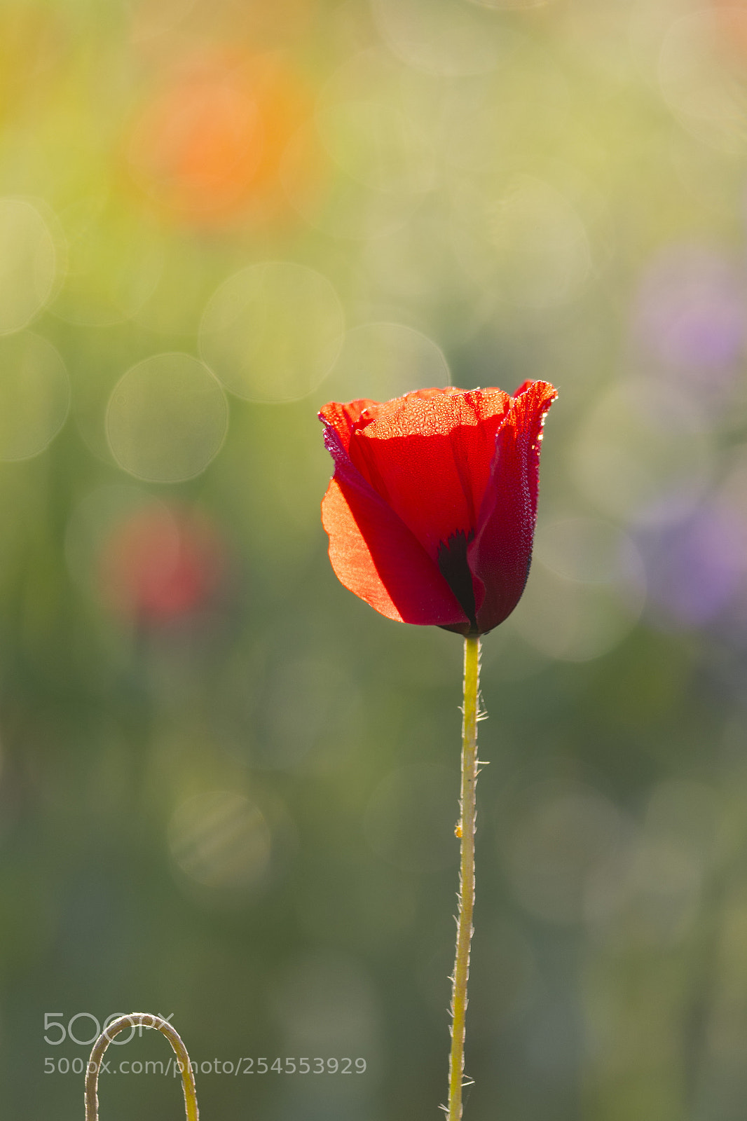 Nikon D500 sample photo. Red on green photography