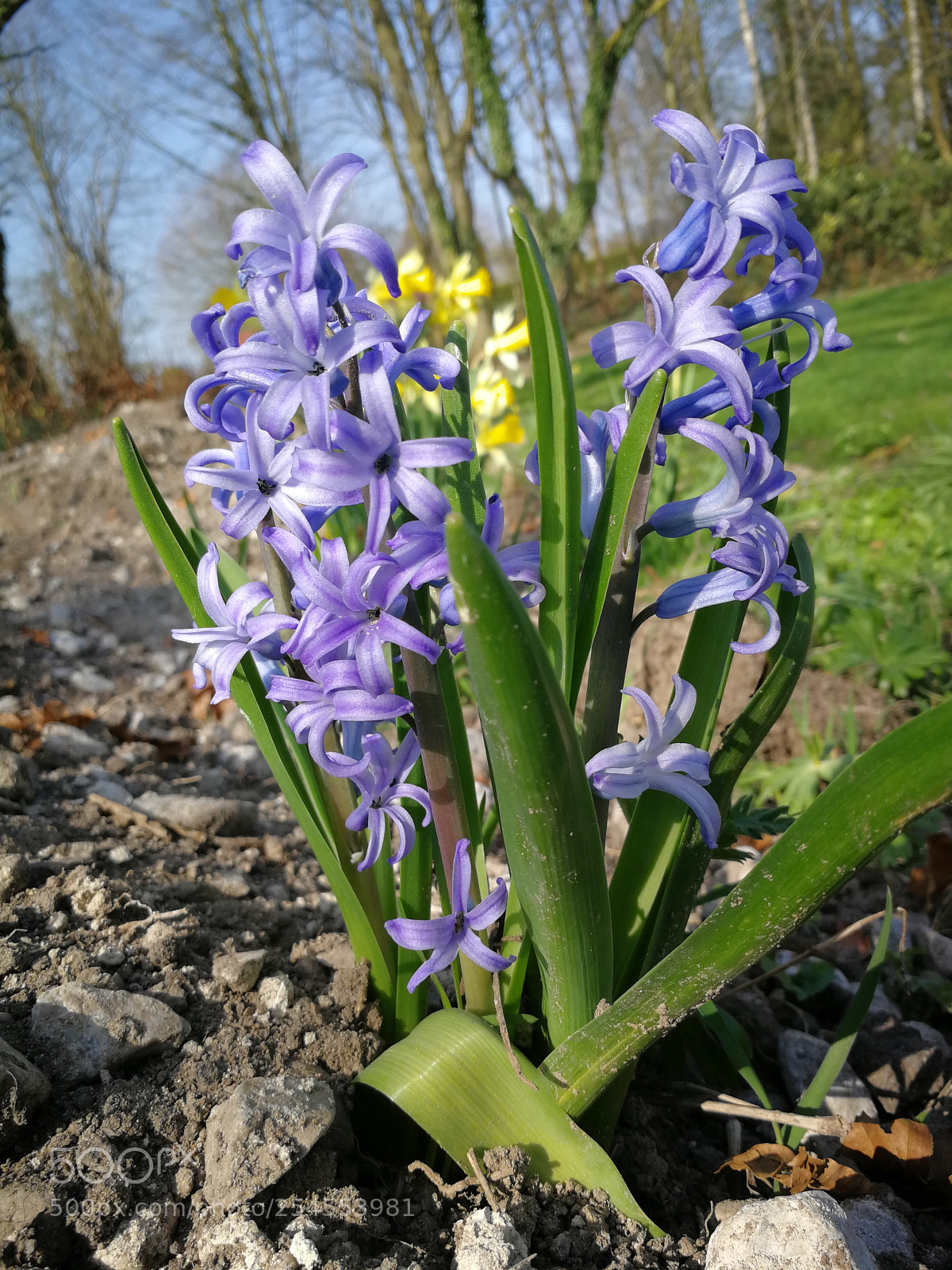 HUAWEI P10 sample photo. Untitled photography