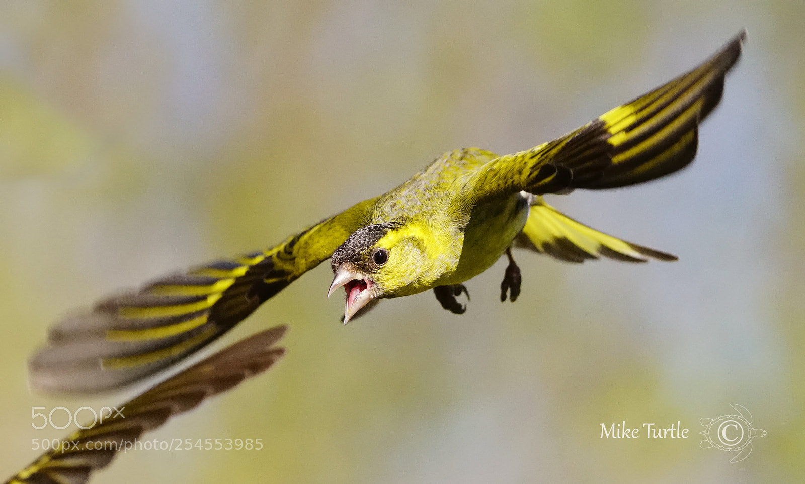 Sony a99 II sample photo. Angry siskin photography