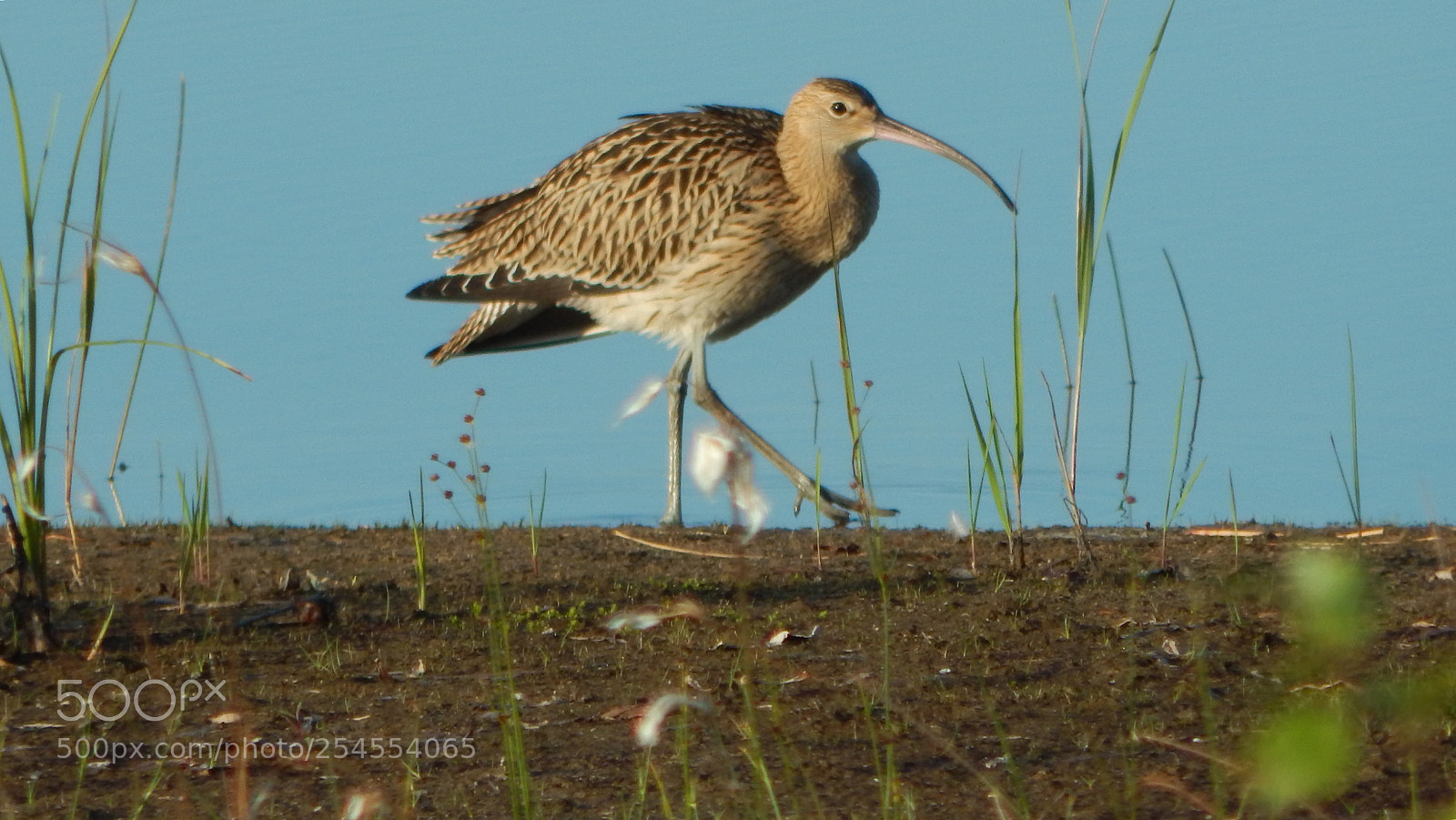 Nikon Coolpix L830 sample photo. Bird photography