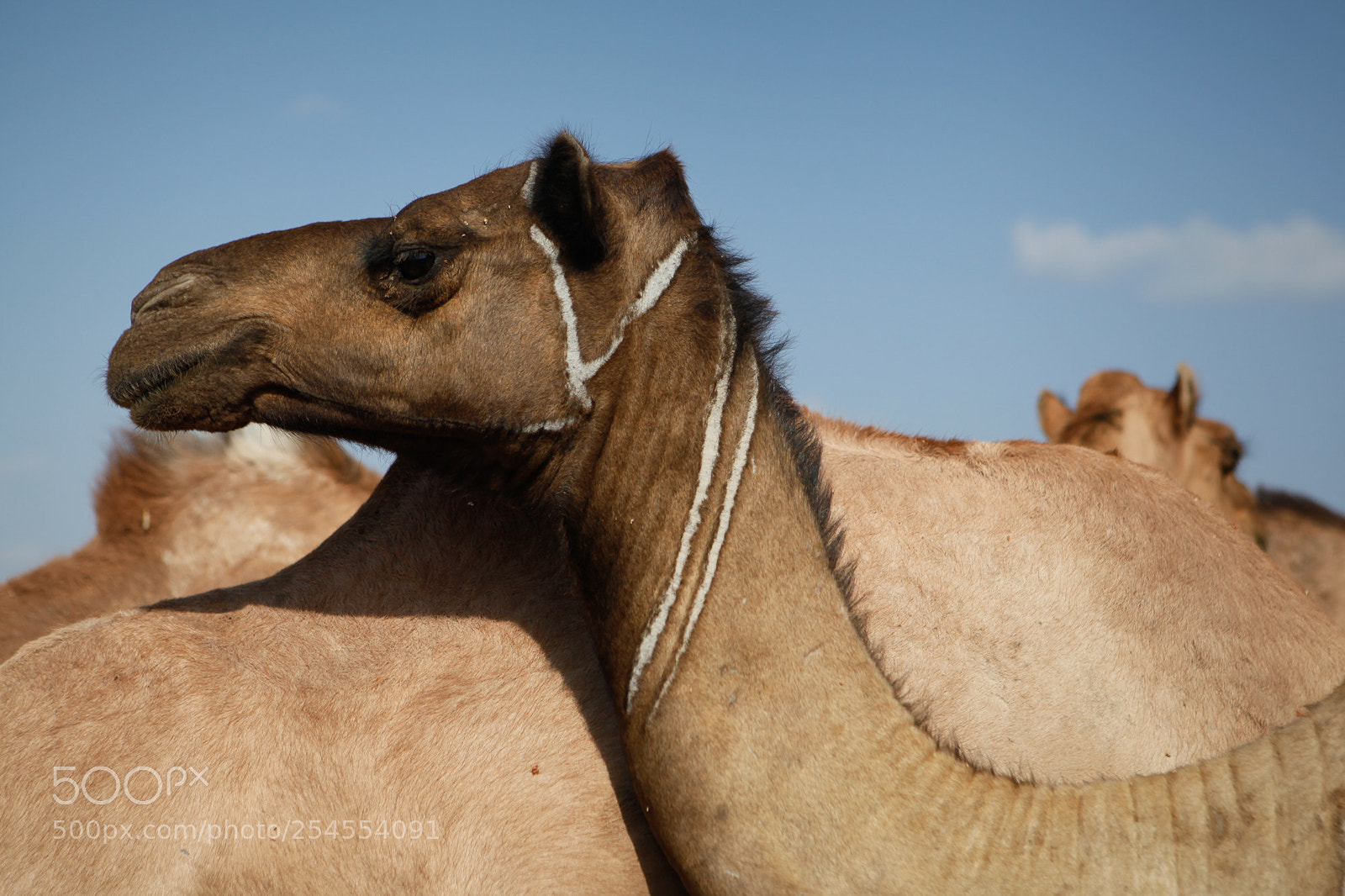 Canon EOS 5D Mark II sample photo. Herd of camels photography
