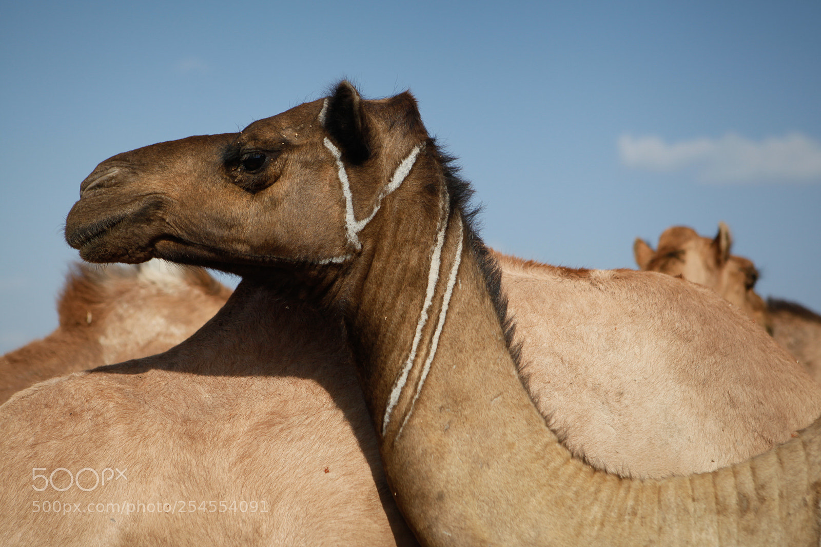 Canon EOS 5D Mark II sample photo. Herd of camels photography