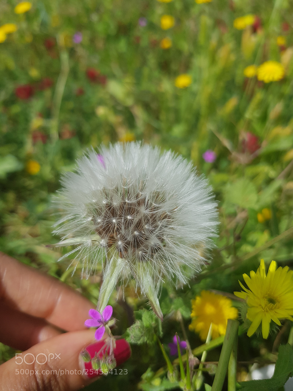 Samsung Galaxy S8 sample photo. Untitled photography
