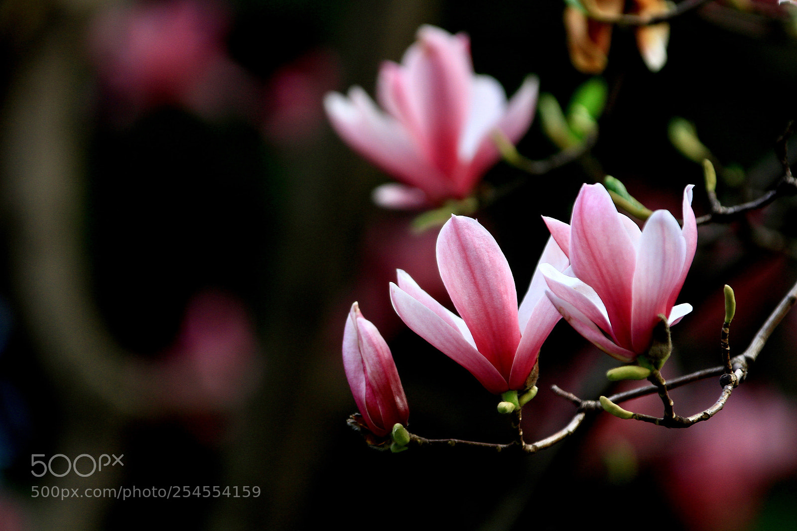 Canon EOS 7D sample photo. Untitled photography
