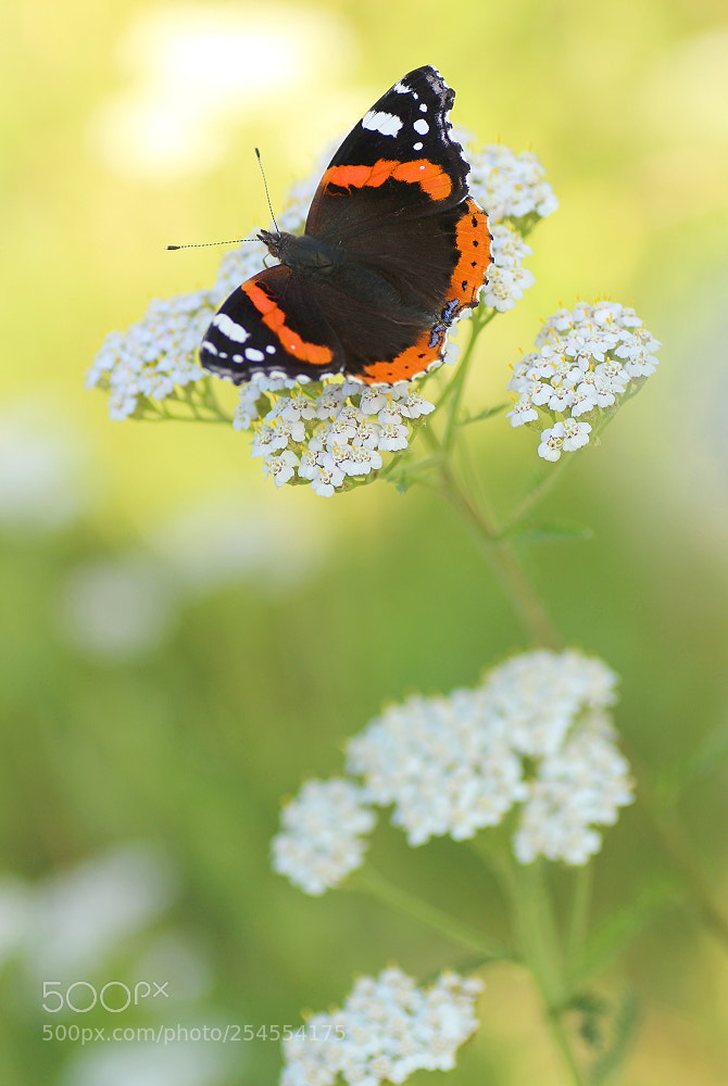 Canon EOS 700D (EOS Rebel T5i / EOS Kiss X7i) sample photo. Admiral auf schafgarbe photography