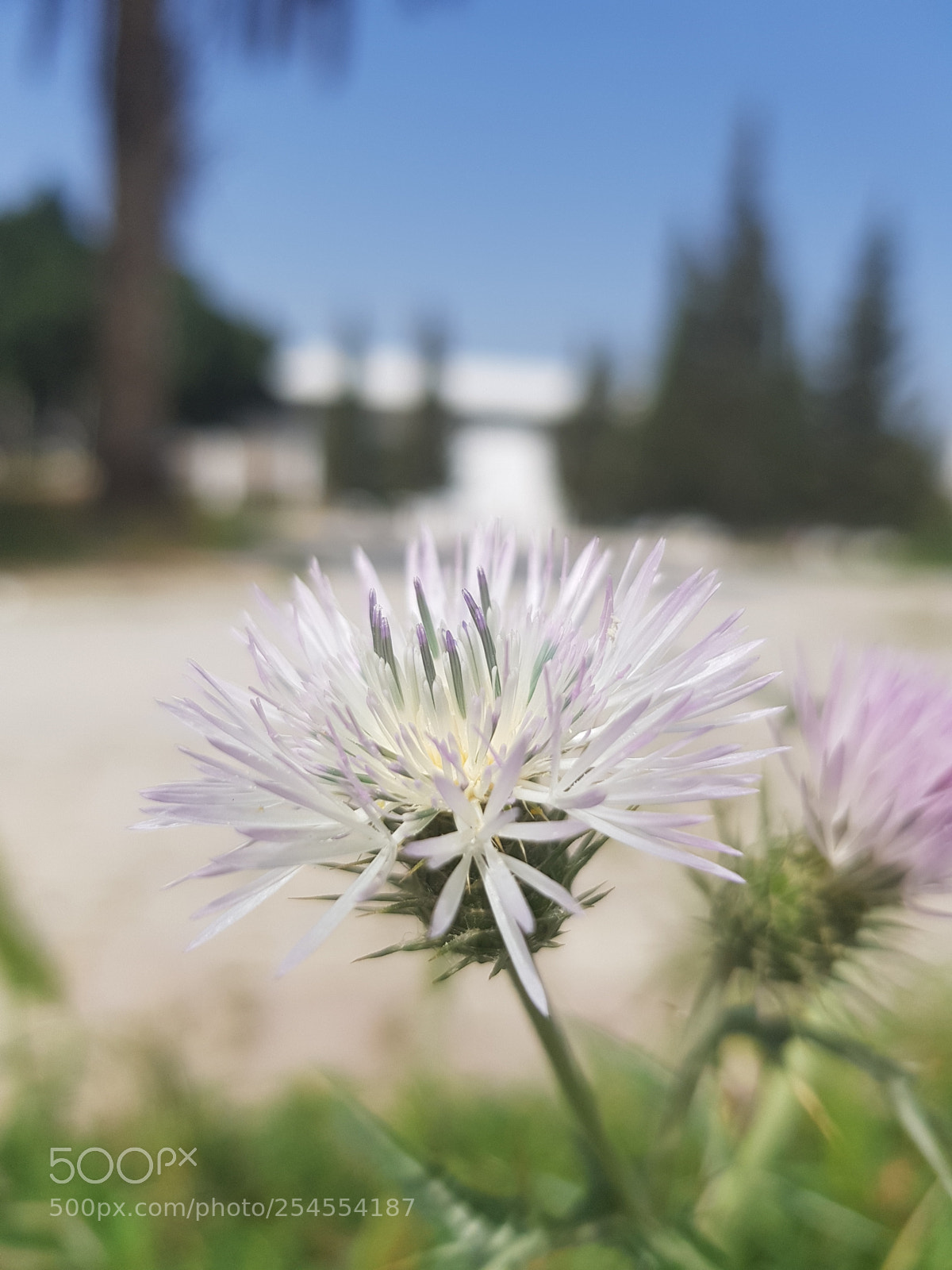 Samsung Galaxy S8 sample photo. Untitled photography