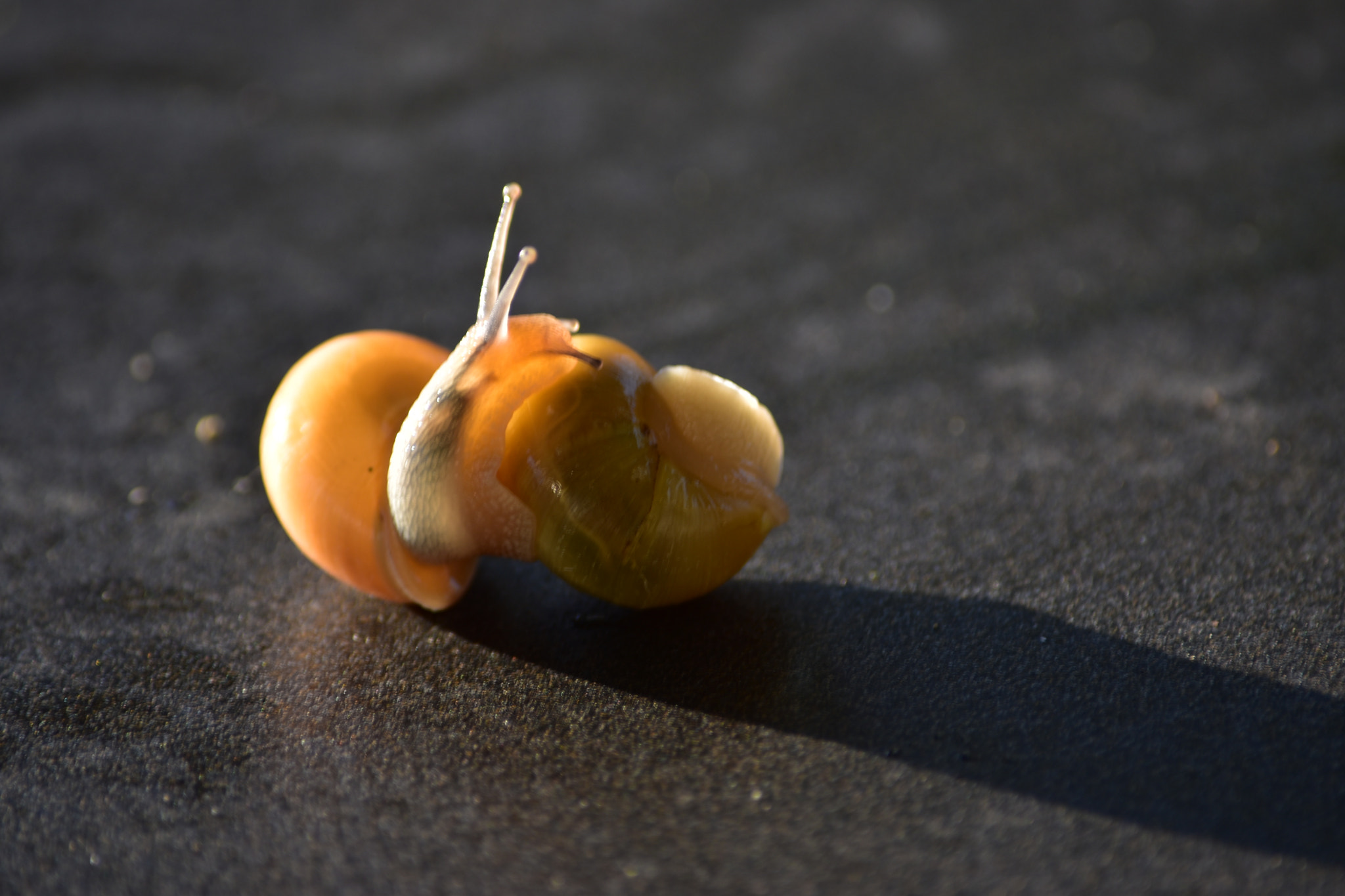 Nikon D5500 sample photo