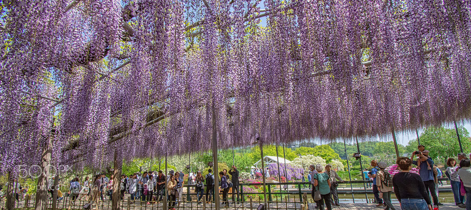 Nikon D7200 sample photo. A branching out wisteria photography