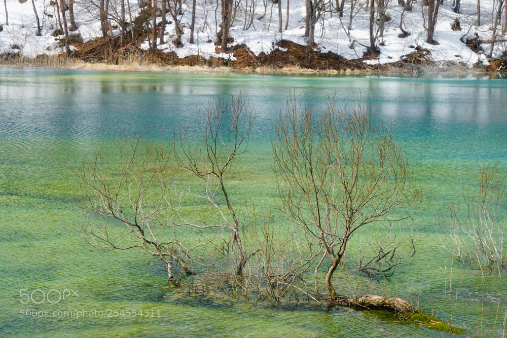 Sony a7 sample photo. Urabandai in later winter photography