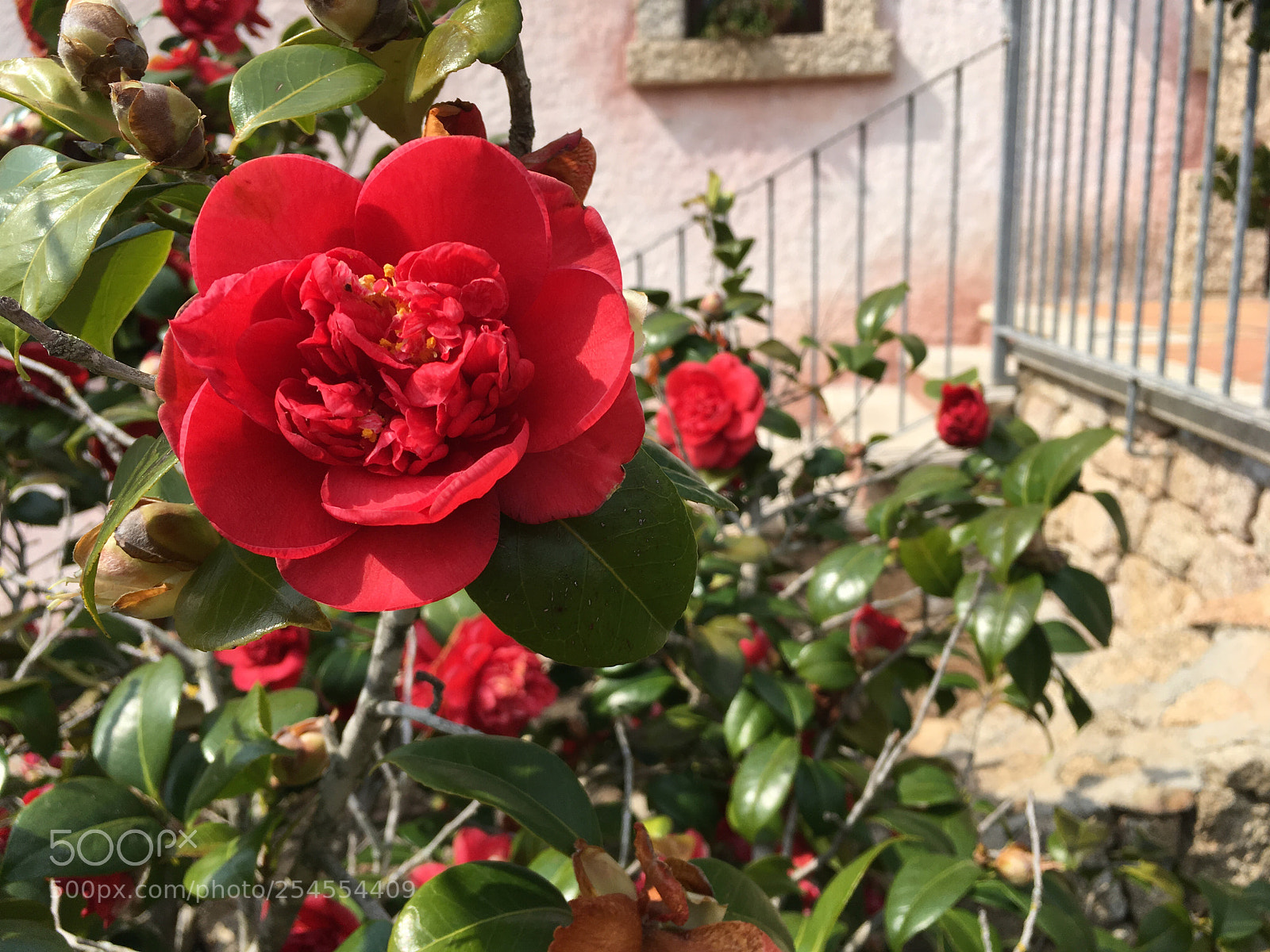 Apple iPhone SE sample photo. Camellia photography
