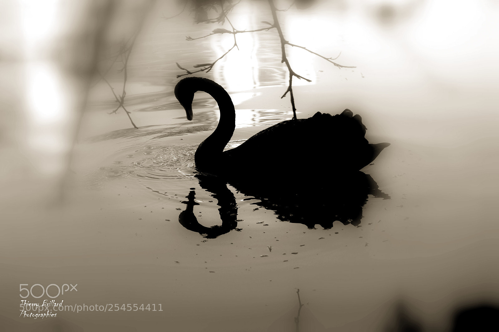 Canon EOS 600D (Rebel EOS T3i / EOS Kiss X5) sample photo. L'ombre du cygne noir photography