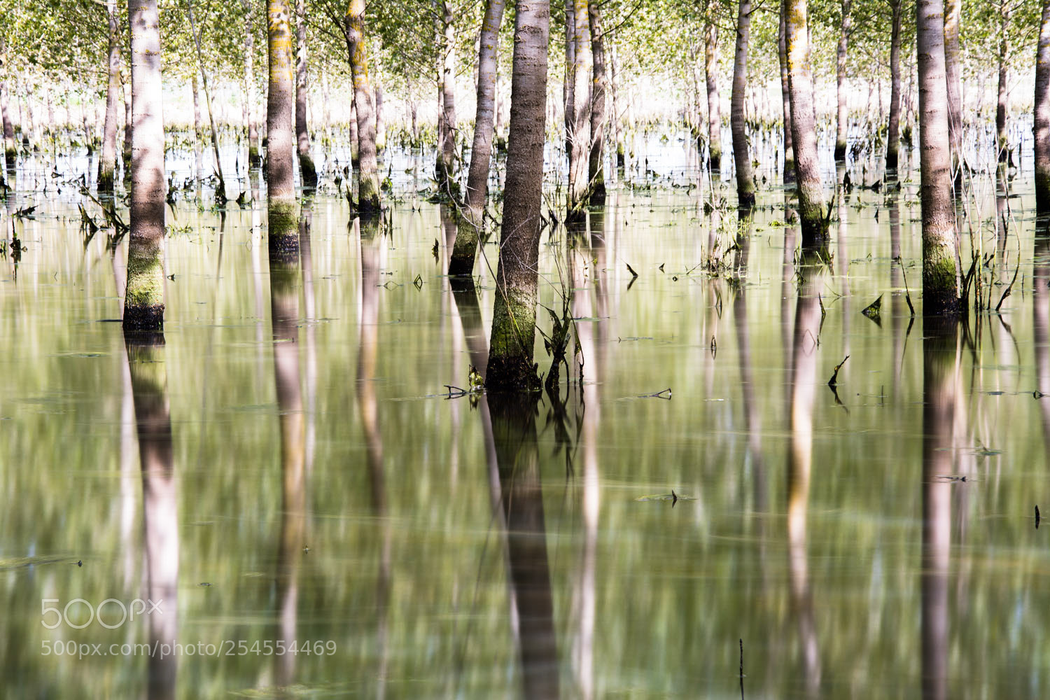 Nikon D5200 sample photo. Pioppi in acqua photography