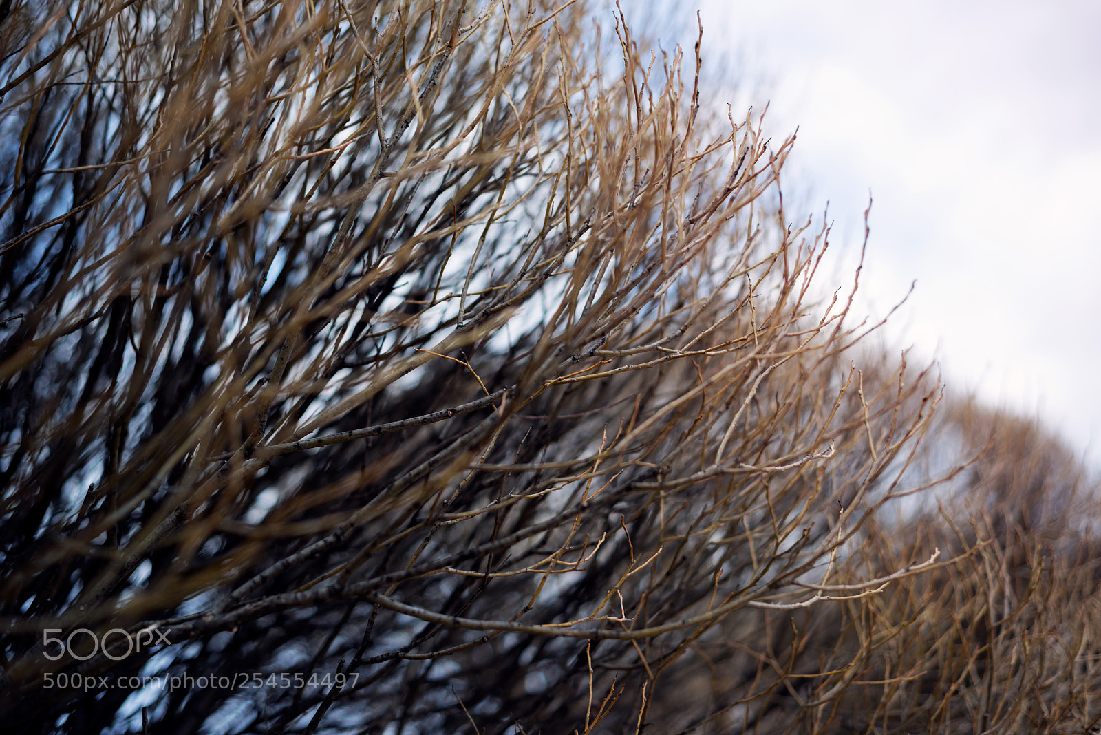 Nikon D800E sample photo. To the sun photography