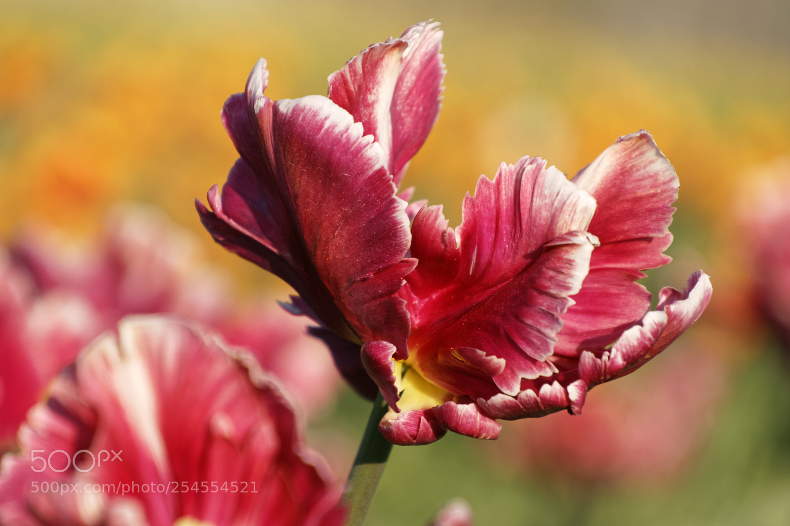 Canon EOS 800D (EOS Rebel T7i / EOS Kiss X9i) sample photo. A beauty of tulip photography