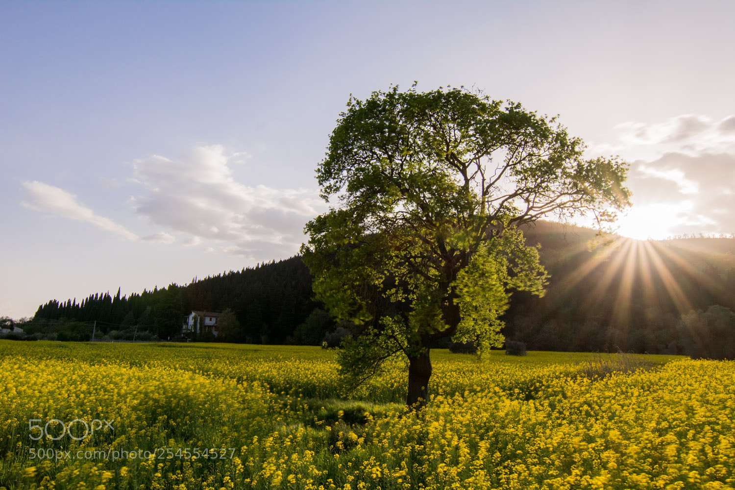 Nikon D5200 sample photo. Travalle photography