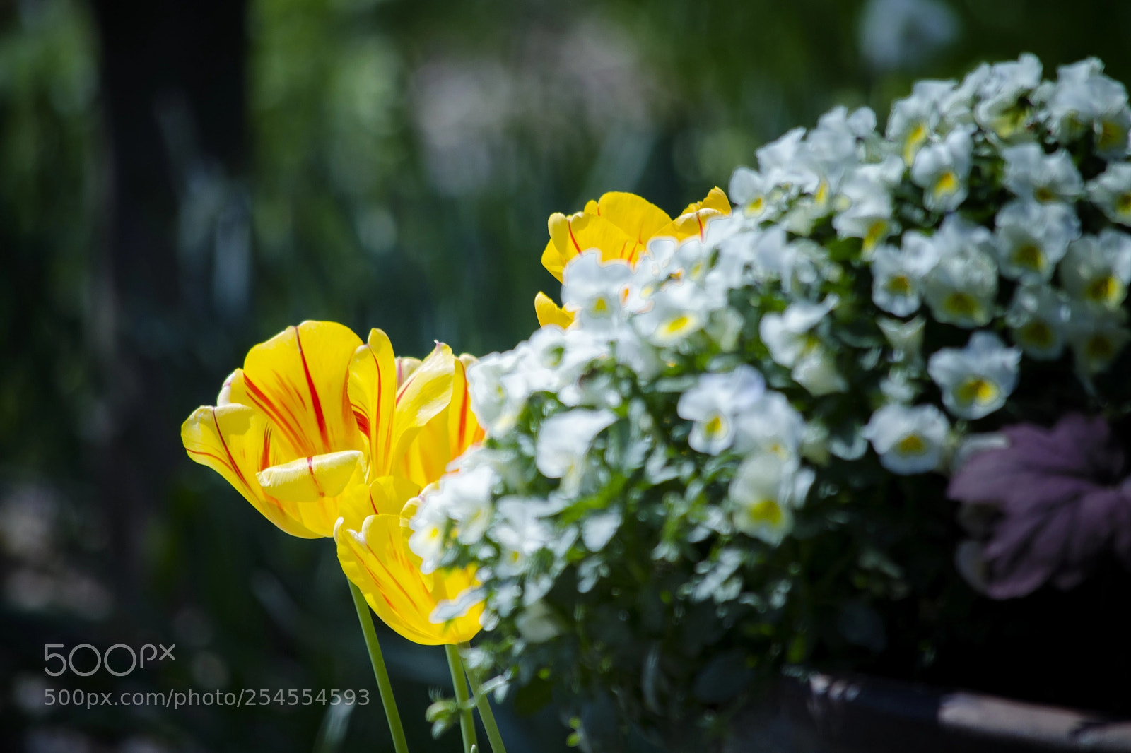 Nikon D5100 sample photo. Ambush photography