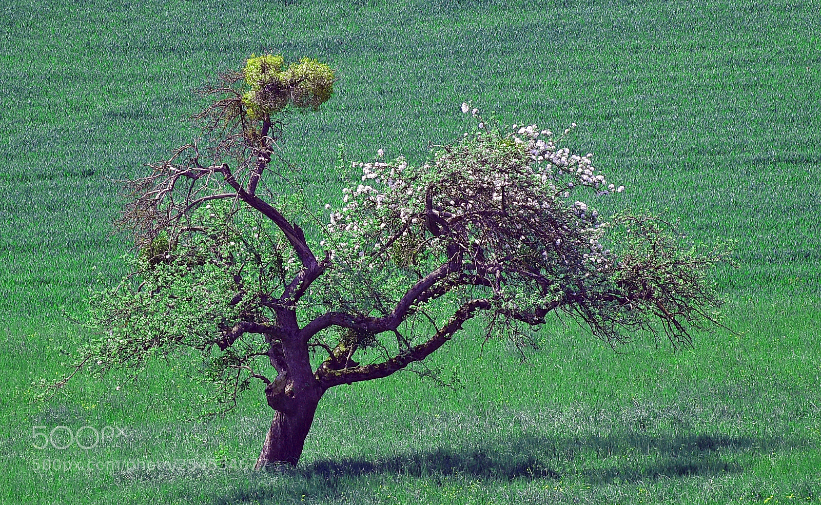 Nikon D810 sample photo. "the aerodynamic tree" photography