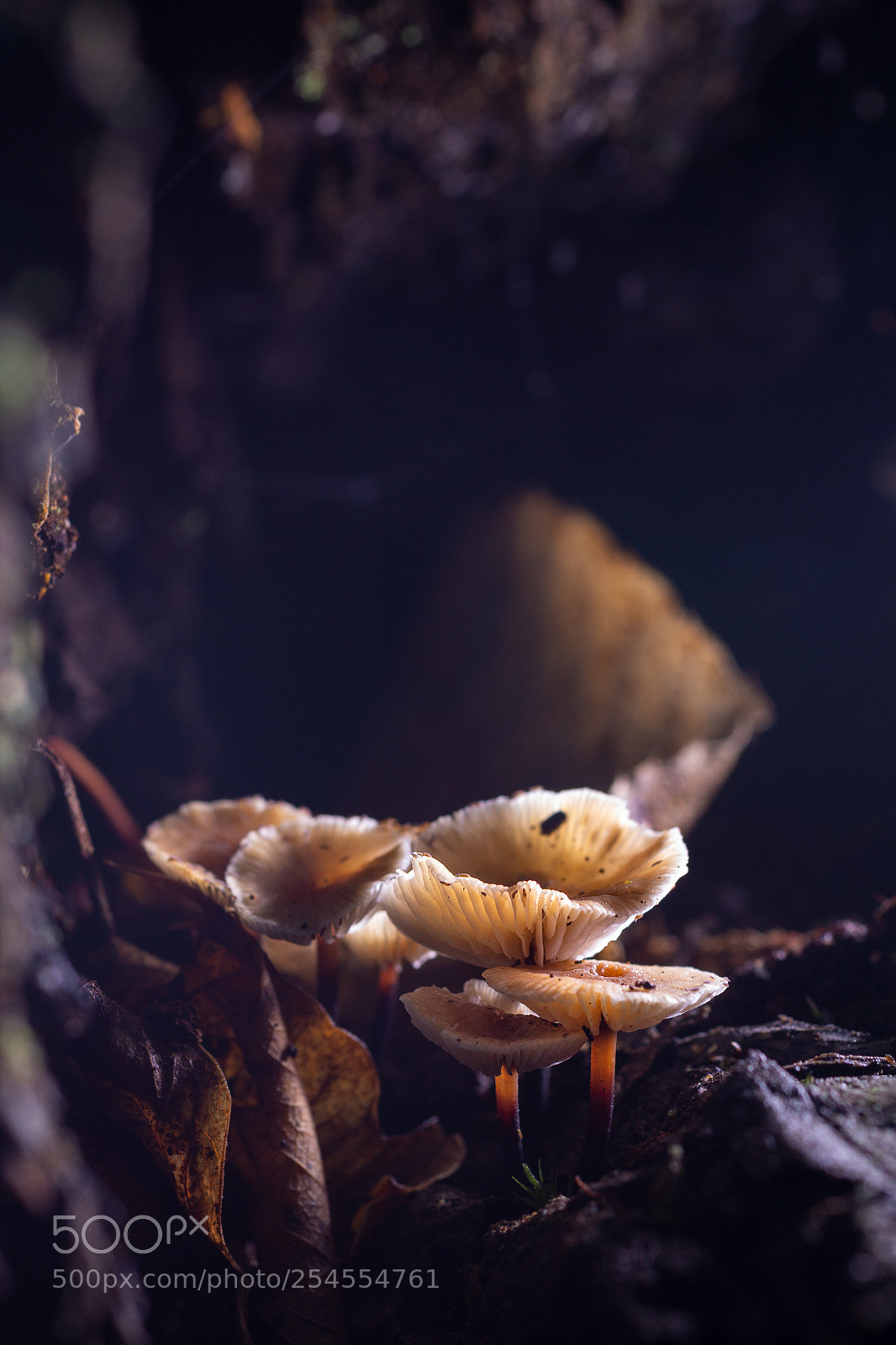 Canon EOS 60D sample photo. Mushrooms  061116-9828 photography