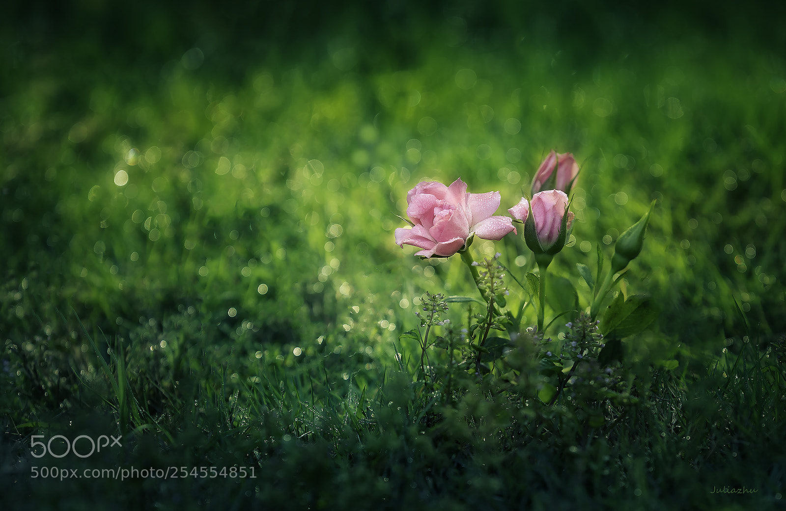 Canon EOS 5D Mark IV sample photo. Untitled photography
