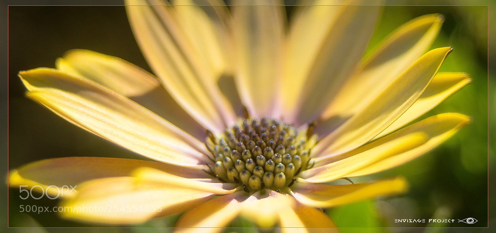 Sony a7R sample photo. Daisy photography