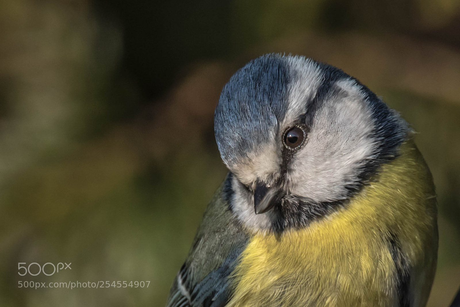 Canon EOS 7D Mark II sample photo. Mésange bleue photography
