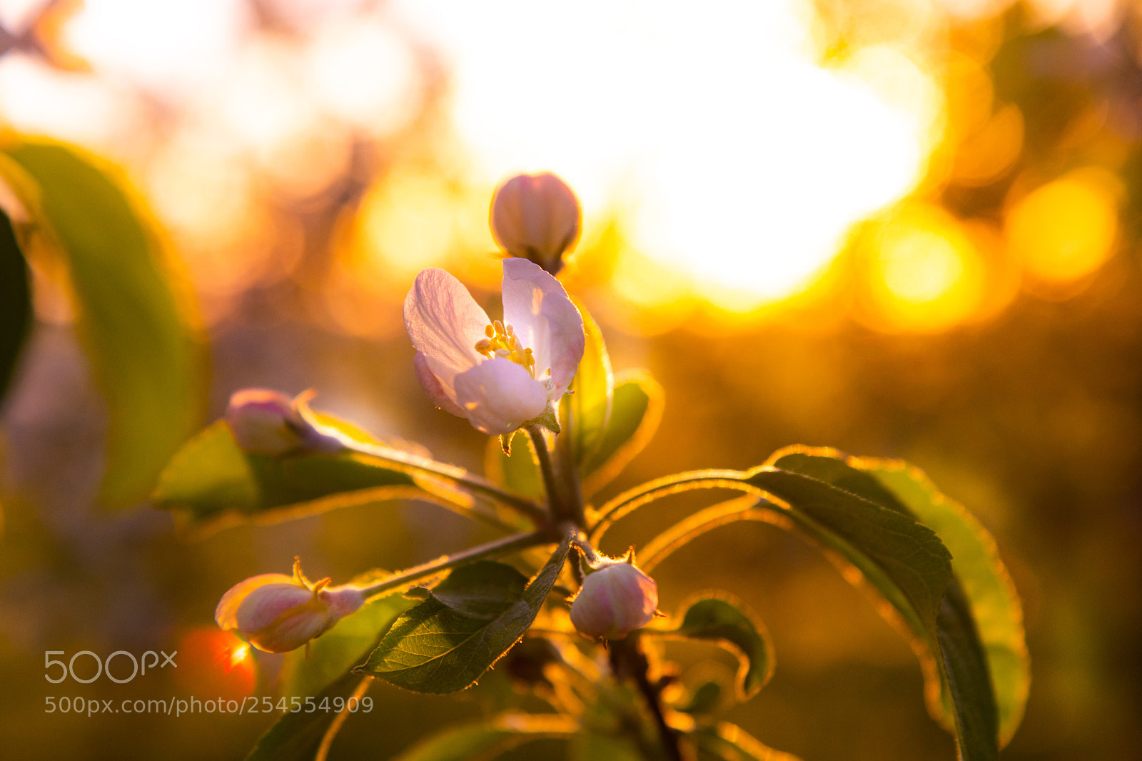 Canon EOS 80D sample photo. Apple flower photography