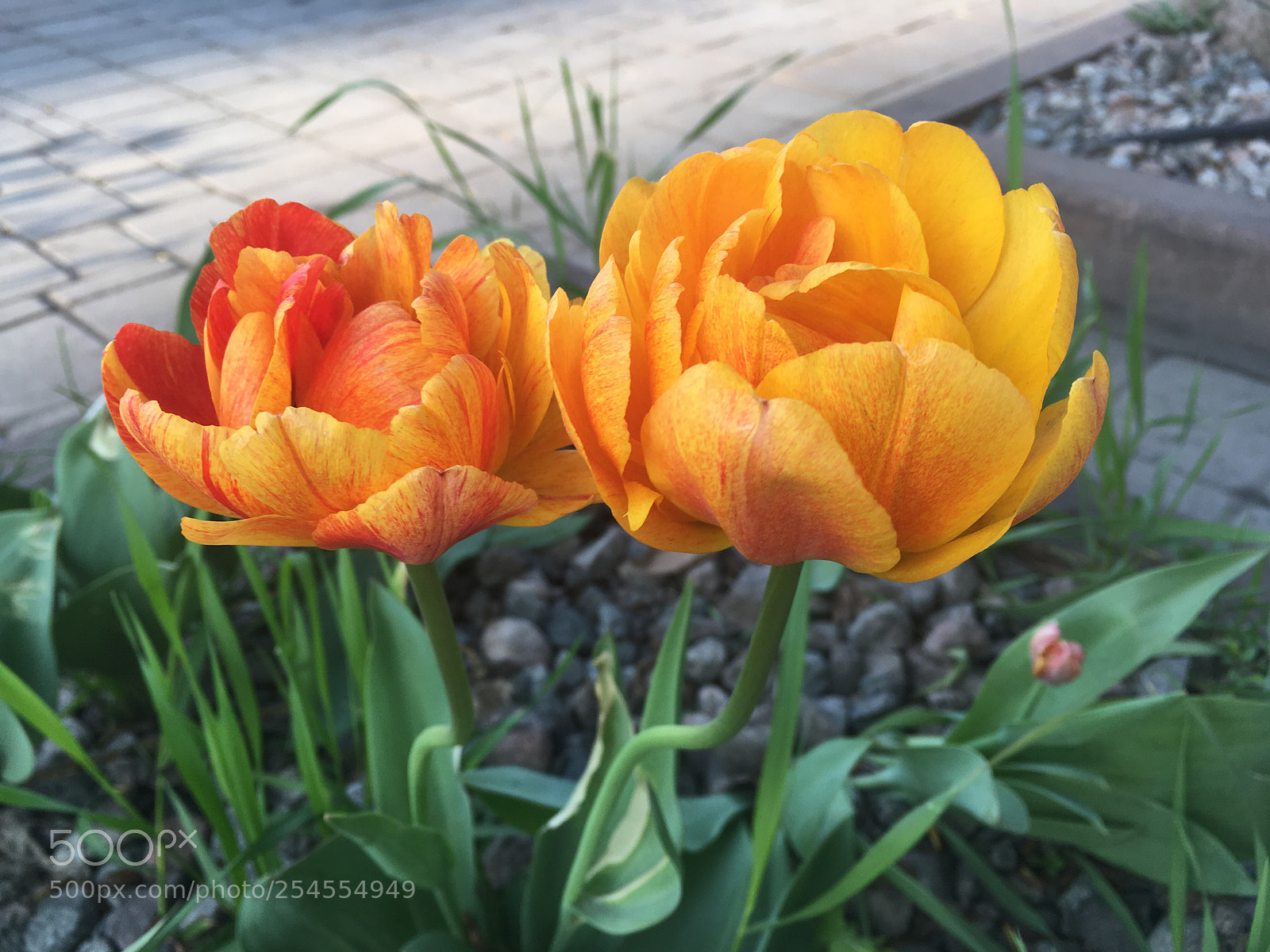 Apple iPhone SE sample photo. Tulips photography
