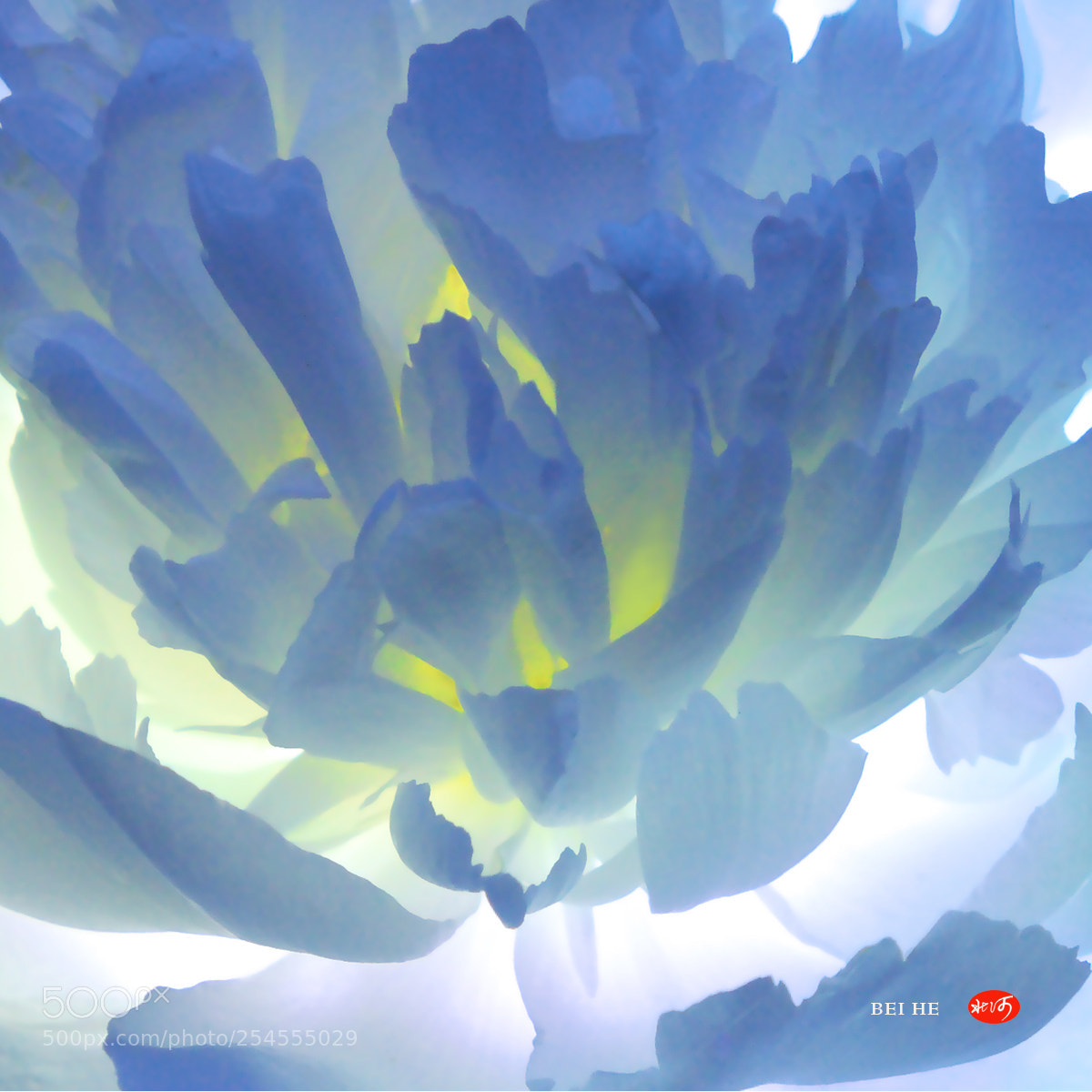 Canon EOS 40D sample photo. 透明的花2 photography