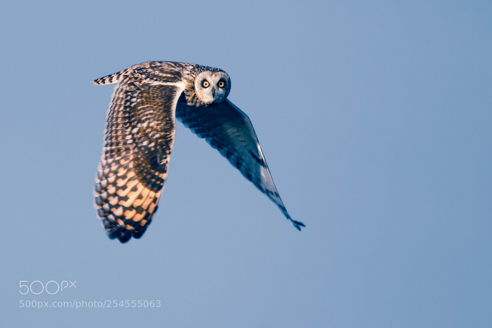 Canon EOS 7D Mark II sample photo. Hibou des marais photography