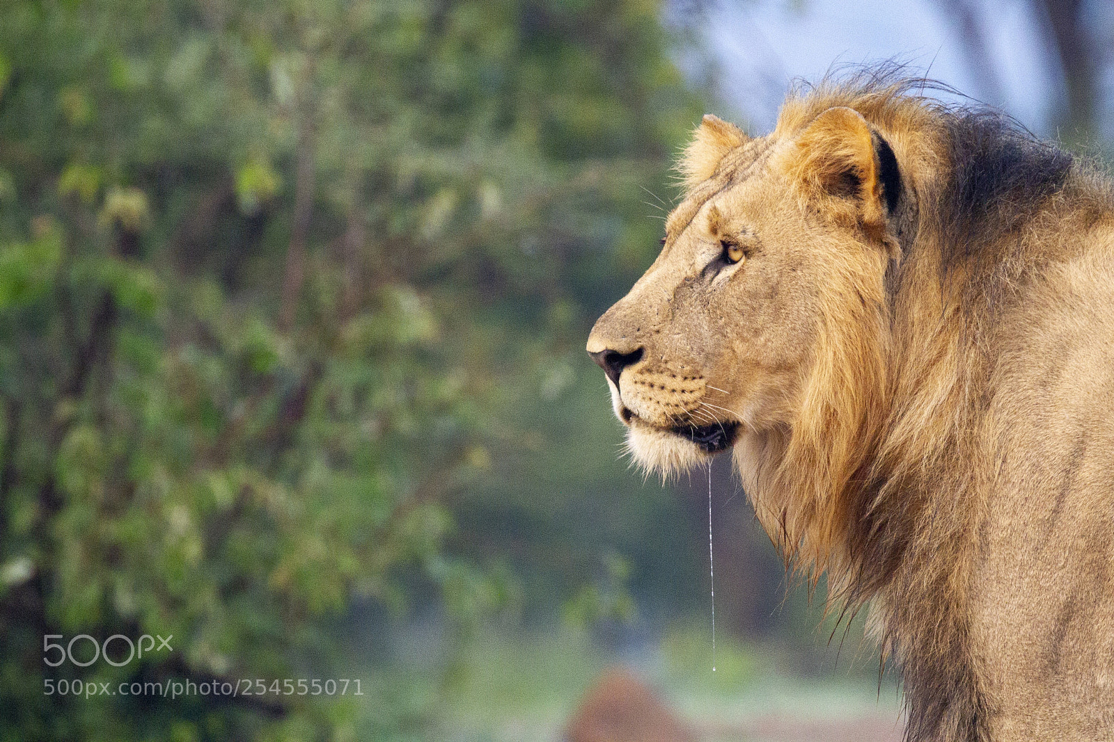 Canon EOS 7D sample photo. Lion photography